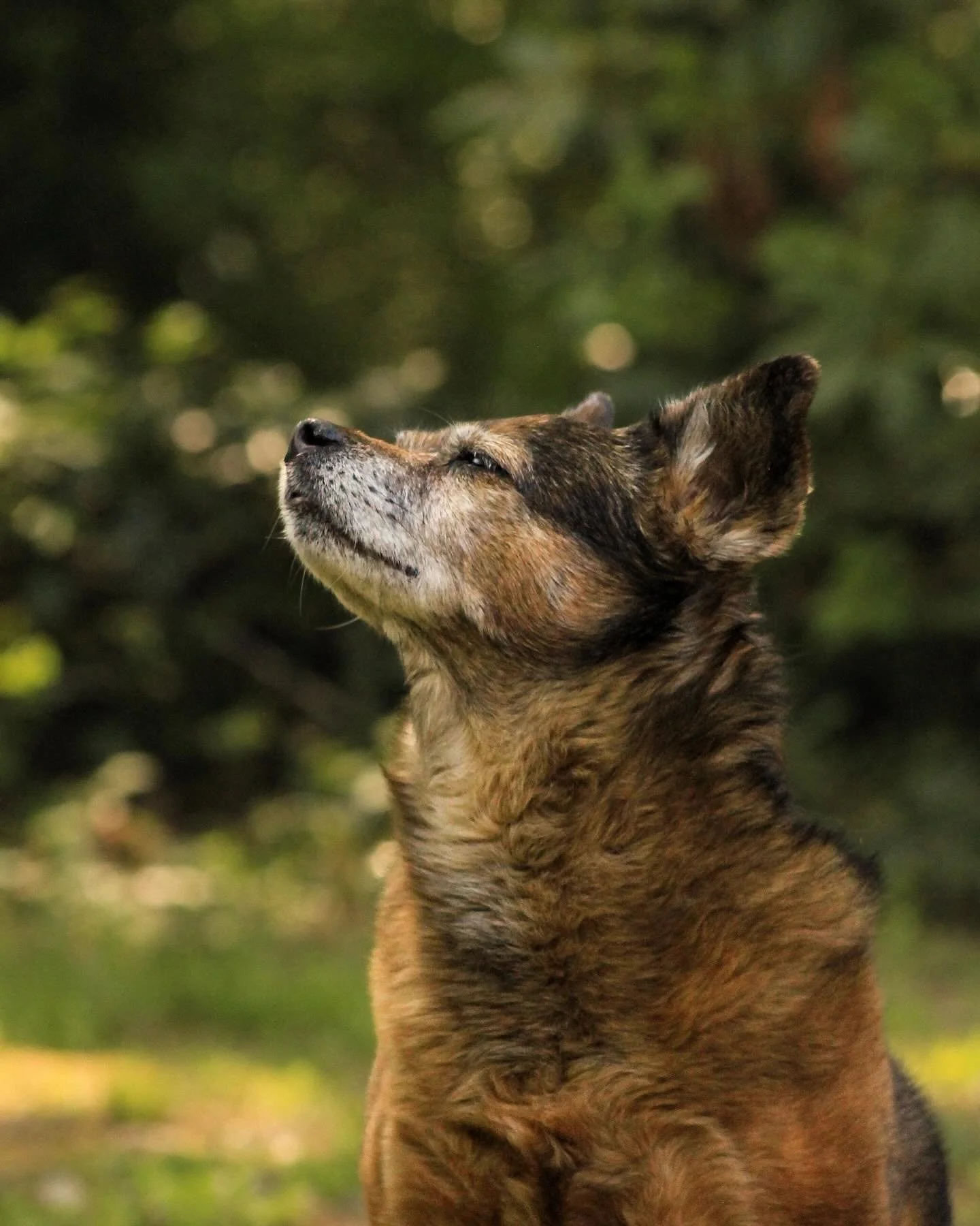 a little bean photoshoot 🖤

#petportraiture #petportrait #dogsofinstagram #dogportrait #dogphotography #puppyofinstagram #puppyphotoshoot #portraitphotography #getoutside #dogsareagirlsbestfriend