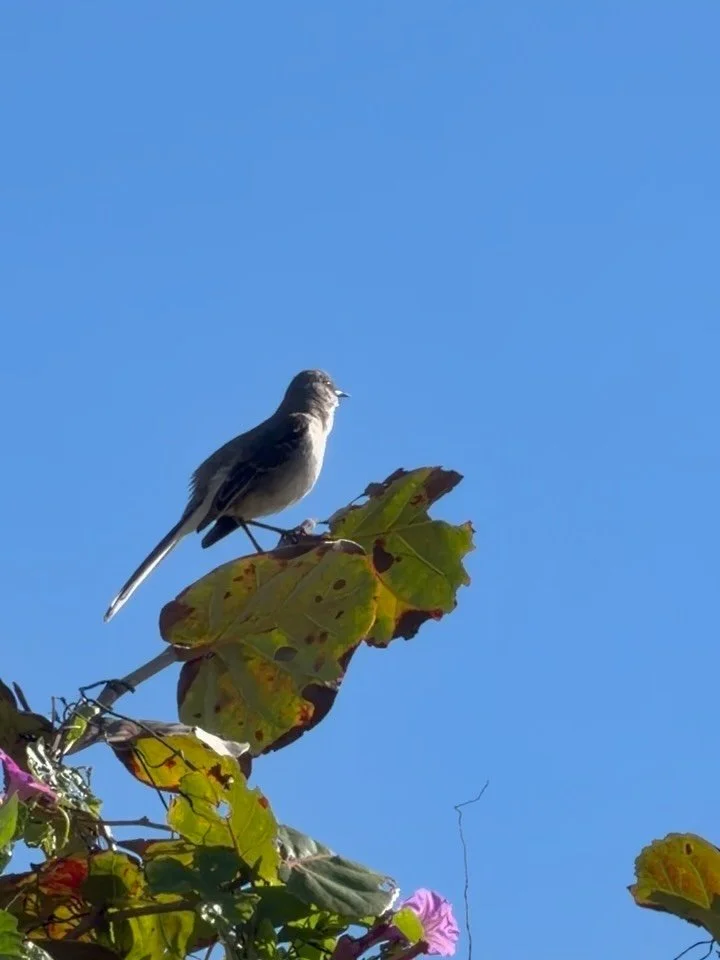 These small moments of &ldquo;glimmers&rdquo; are honestly one of the few things keeping me sane right now. The state of the world isn&rsquo;t especially bright, but I&rsquo;m holding onto whatever pockets of joy I can find. I hope you&rsquo;re findi