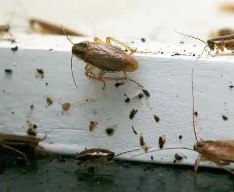 german roach.JPG