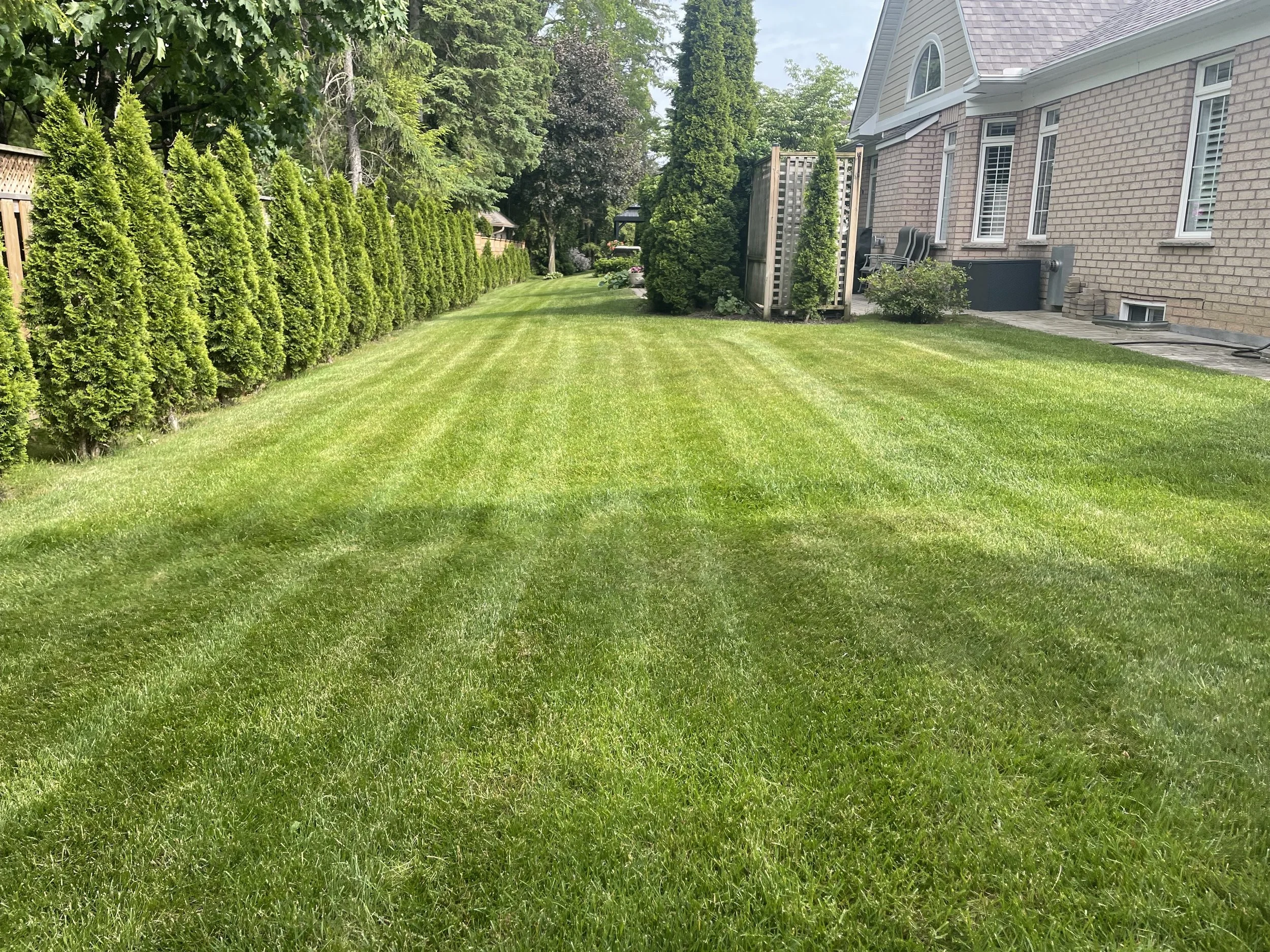 A well-maintained backyard lawn with vibrant green grass, bordered by a tall wooden fence with lush evergreen trees and shrubbery on the left side, and a brick house with a deck and patio furniture on the right side. The sky is partly cloudy, and the scene is bright with natural sunlight.