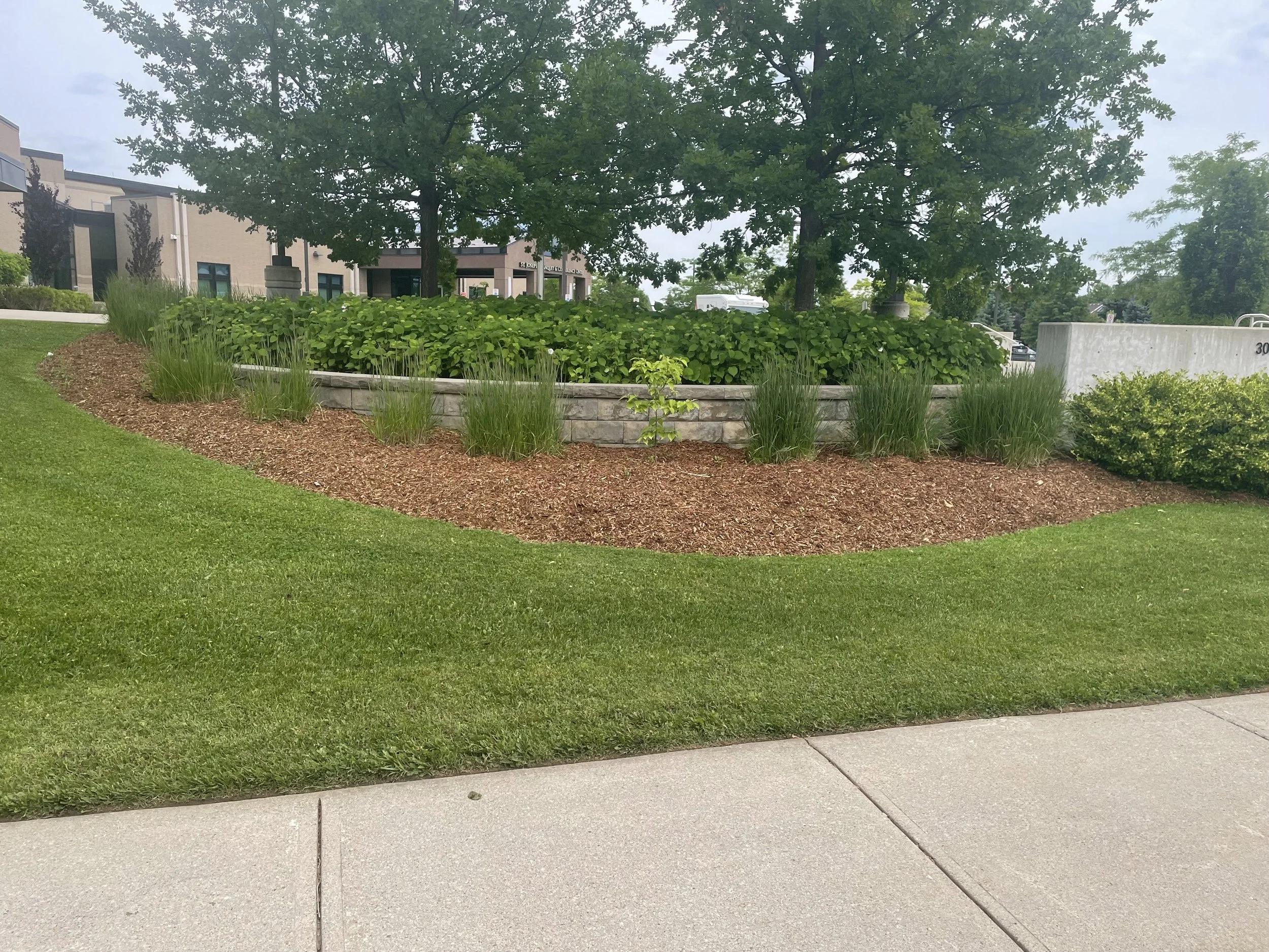 A landscaped area with a stone boundary, lush green grass and bushes, trees providing shade, and surrounding buildings and trees in the background, with a sidewalk in the foreground.