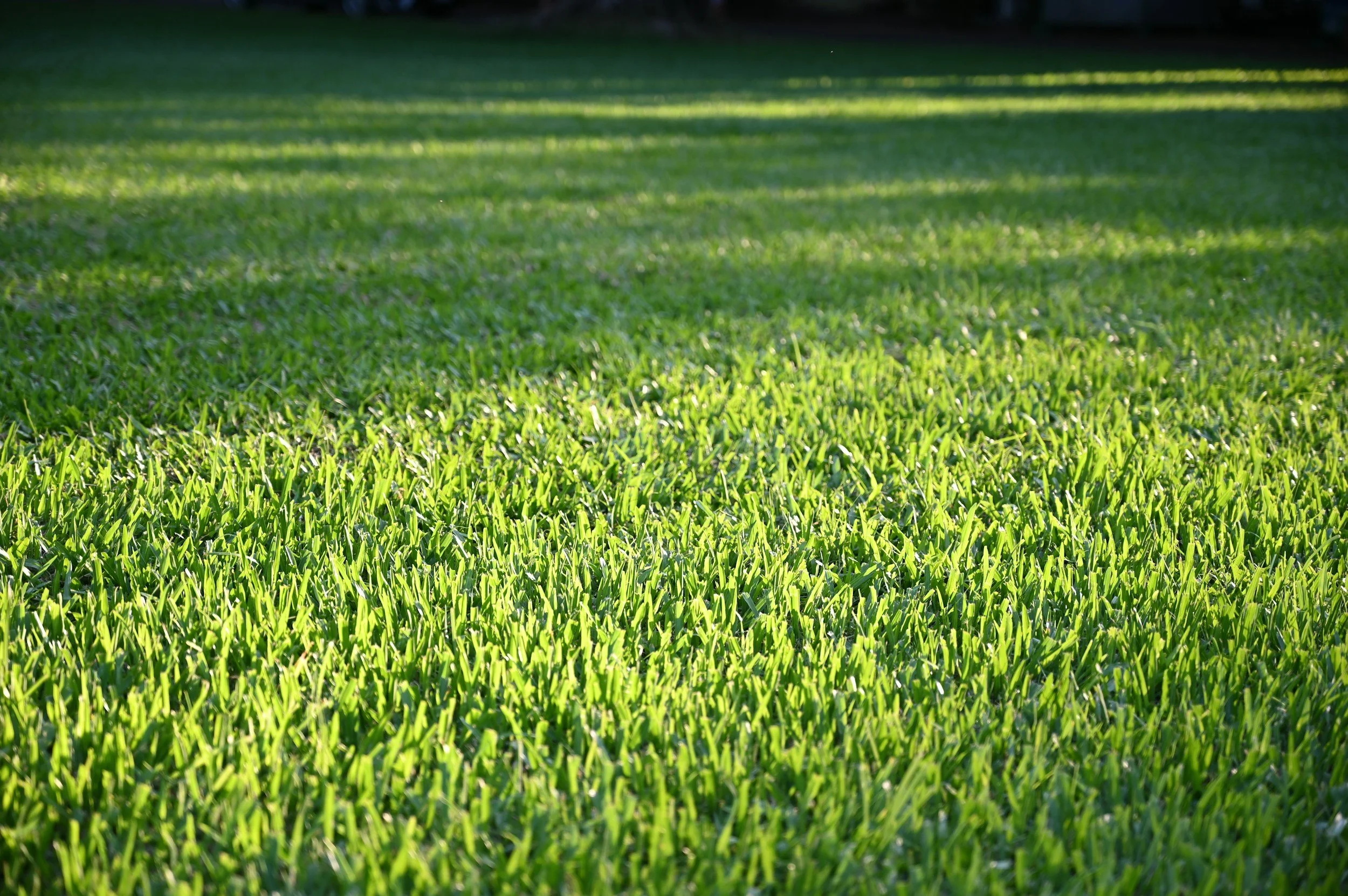 Winter Fertilizer for Ontario Lawns: When and How to Fertilize Before Winter