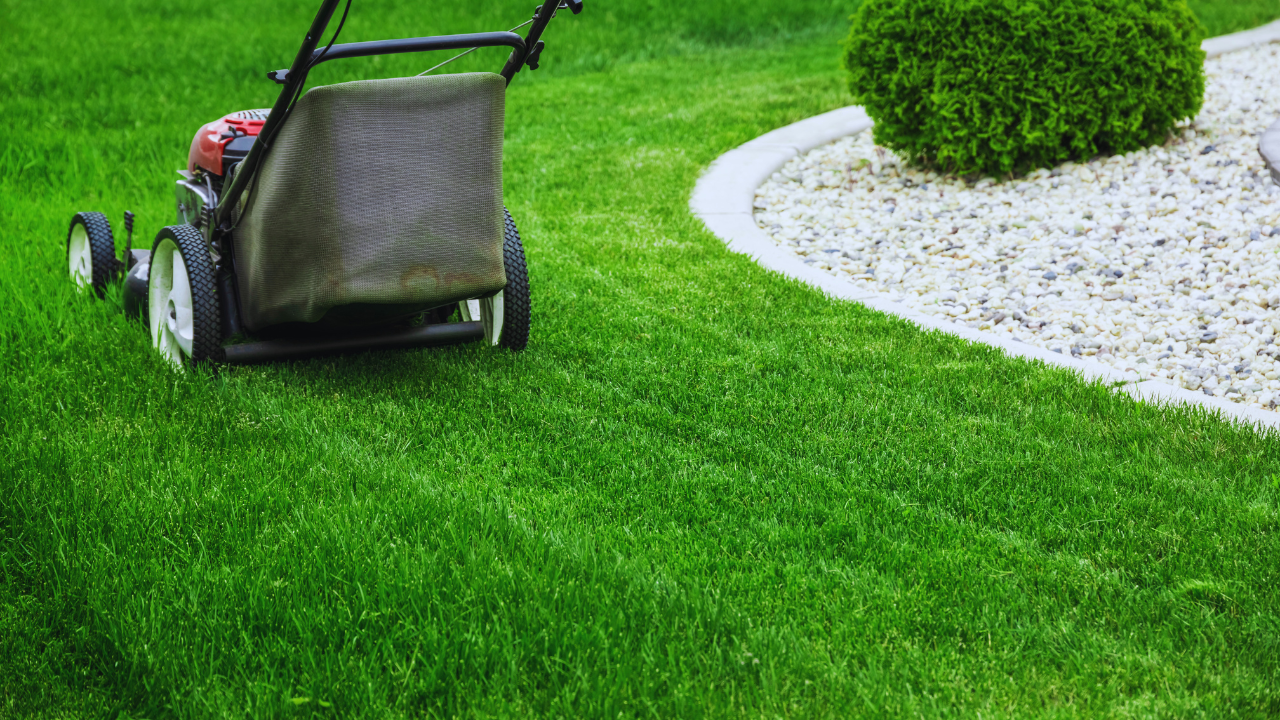 Lawn mower on freshly mowed grass near a landscaped garden with white stones and a trimmed bush
