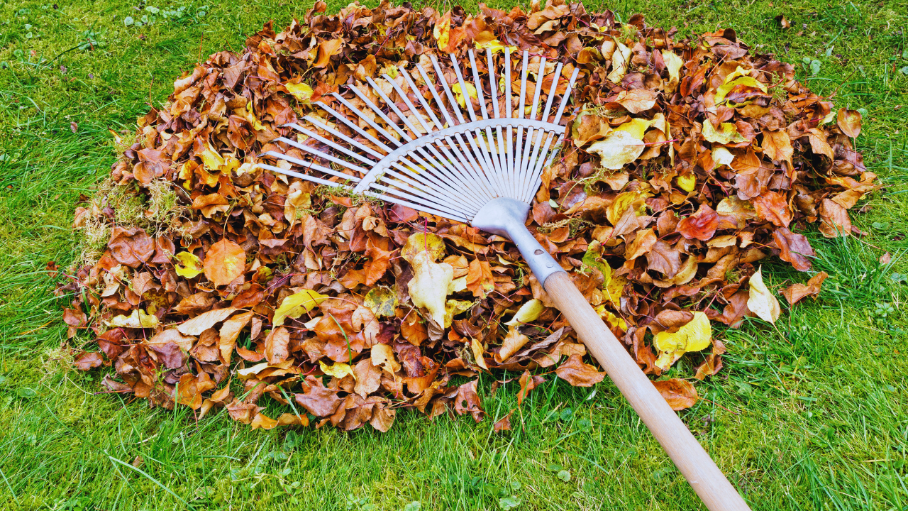 A garden rake lying on a pile of brown, yellow, and orange fallen leaves on green grass.