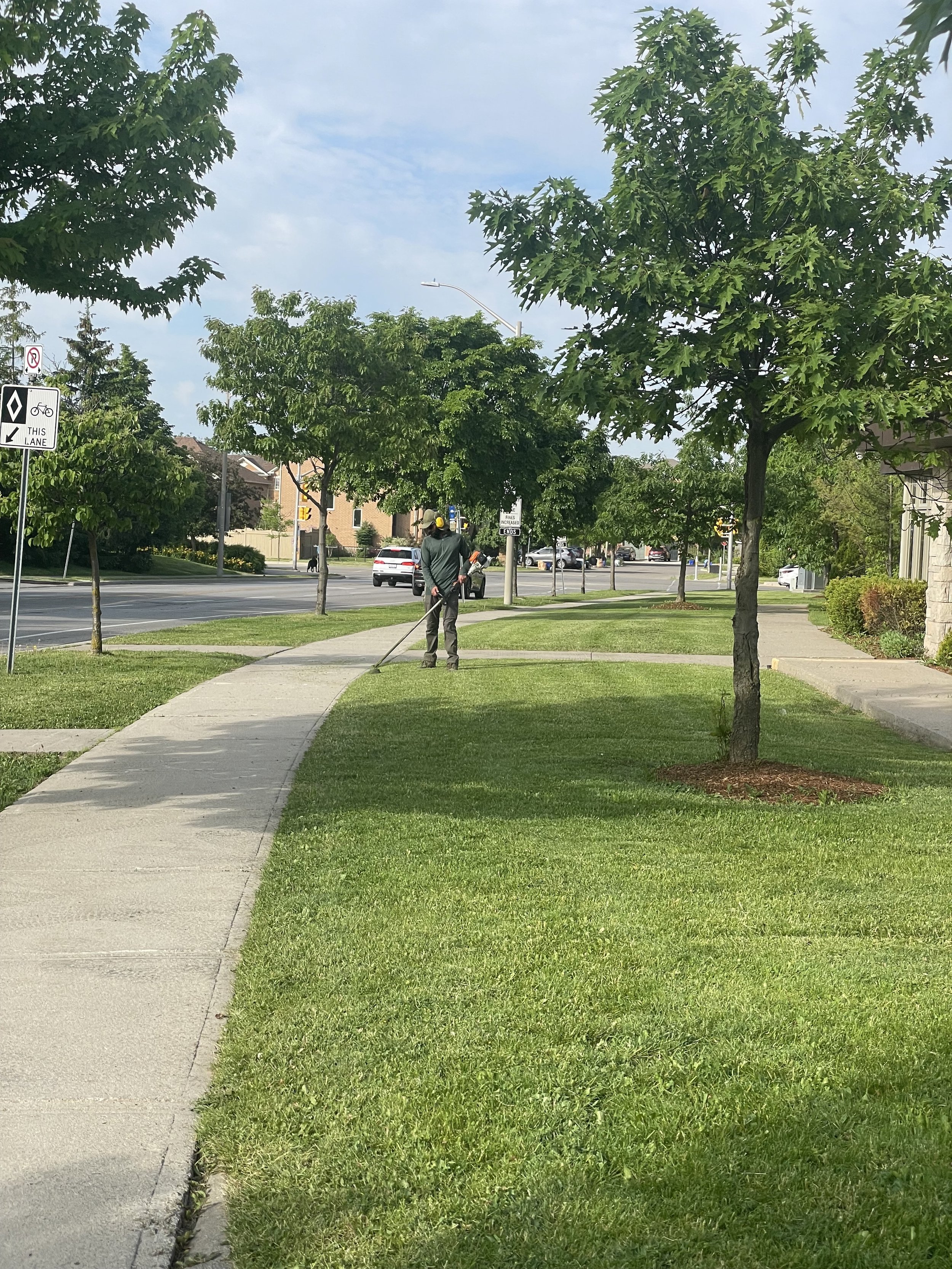 A man is trimming grass on a lawn with a weed trimmer along a sidewalk. There are trees, cars, and houses in the background on a clear day.