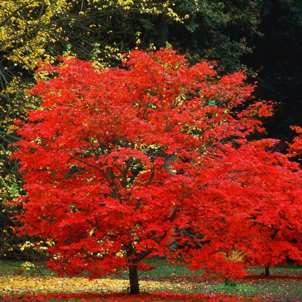 A vibrant red maple tree in autumn with yellow and dark green foliage in the background.