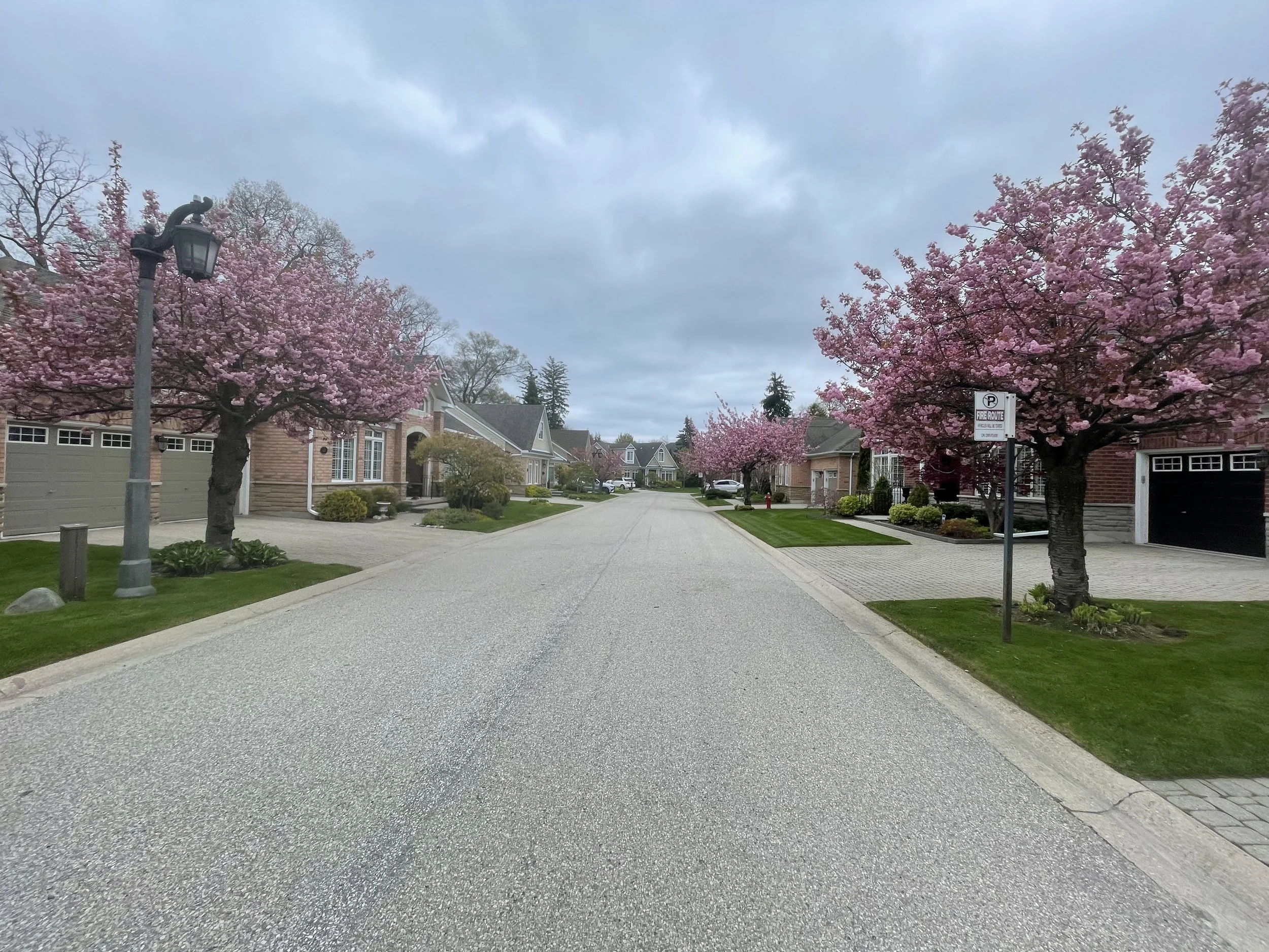 A suburban street lined with houses and pink flowering trees, with gray clouds overhead.