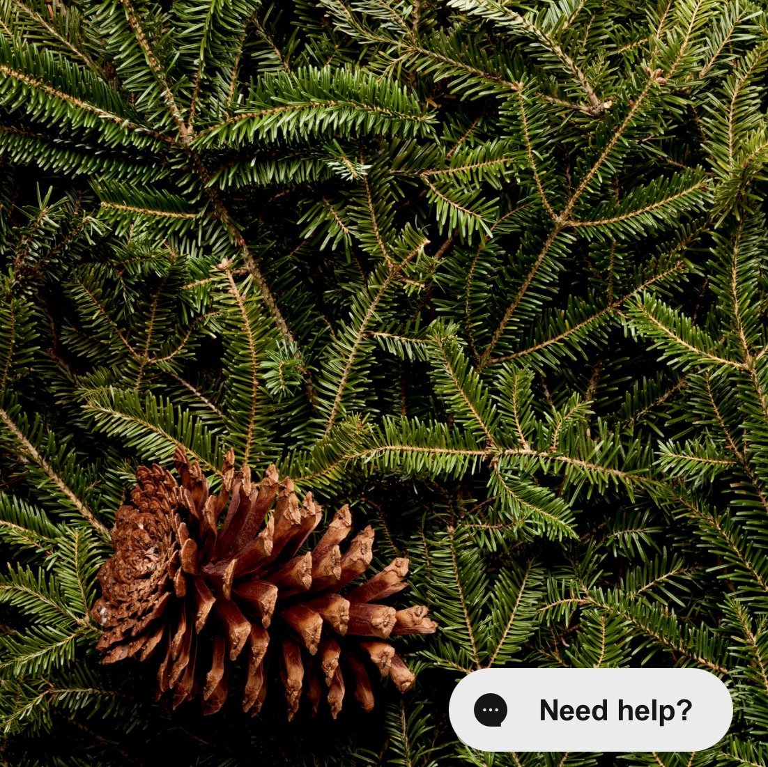 Frazier Fir Scented Candle