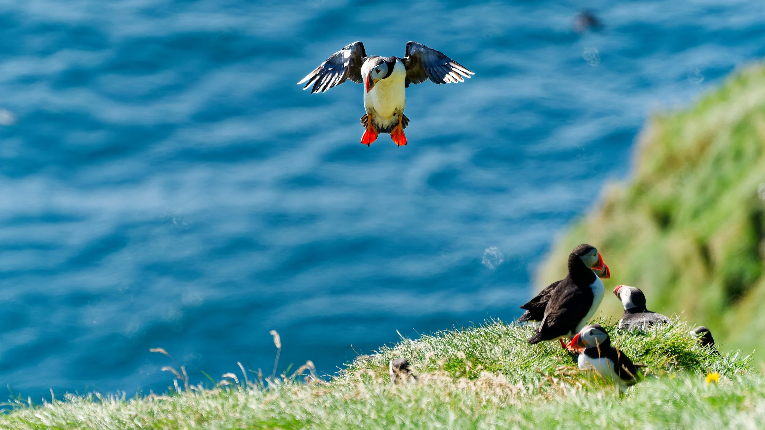 260814 hovering puffin.jpg