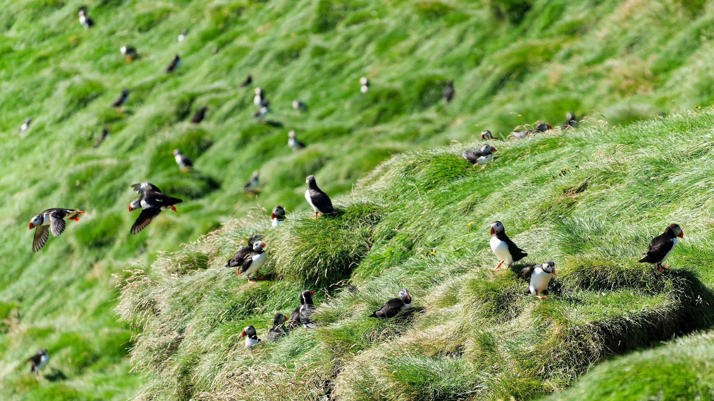 260814 many puffins.jpg