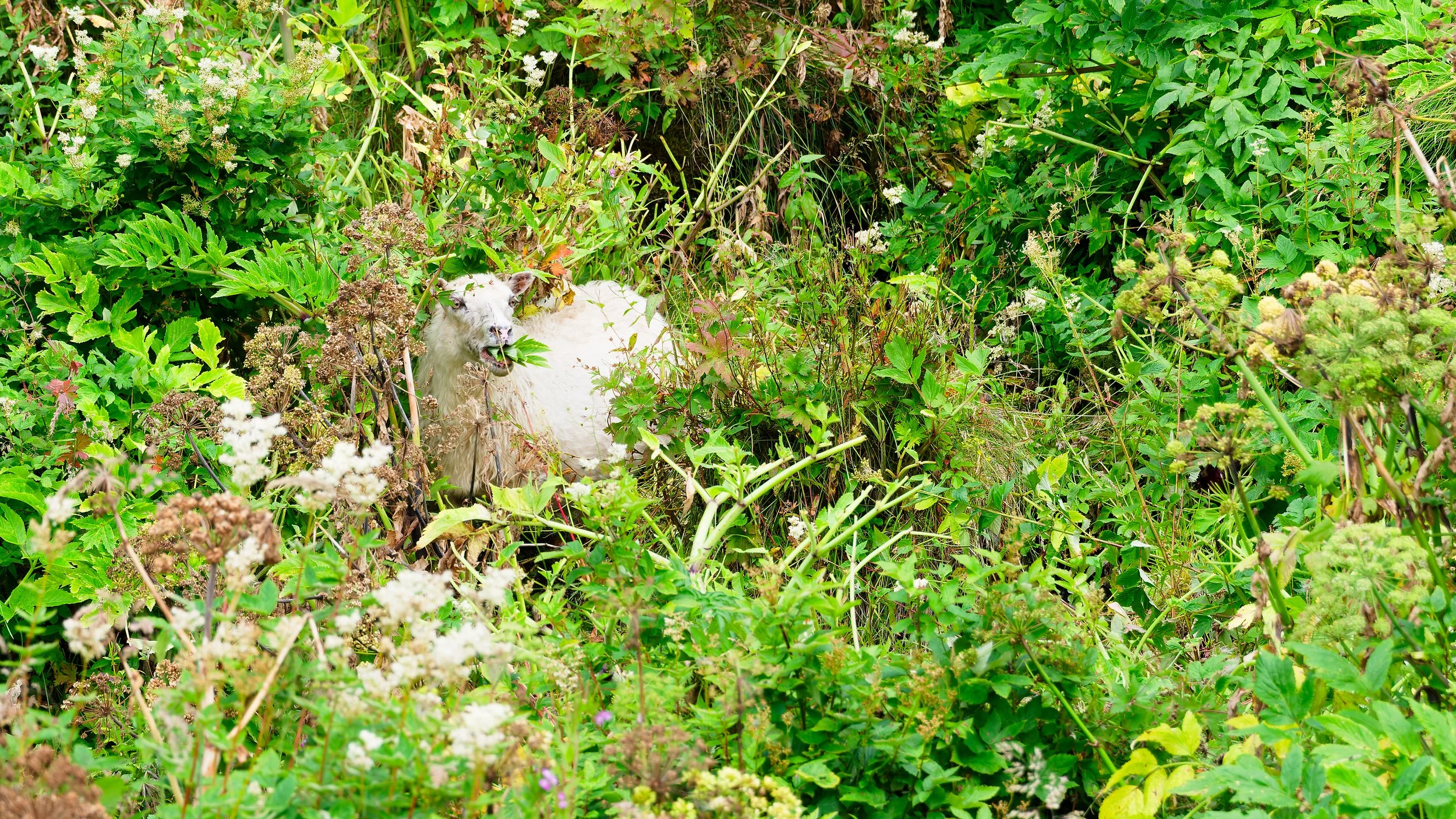 260814 sheep.jpg