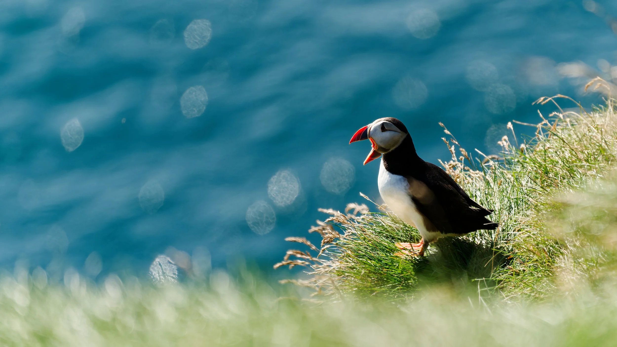 260814 shouting puffin.jpg