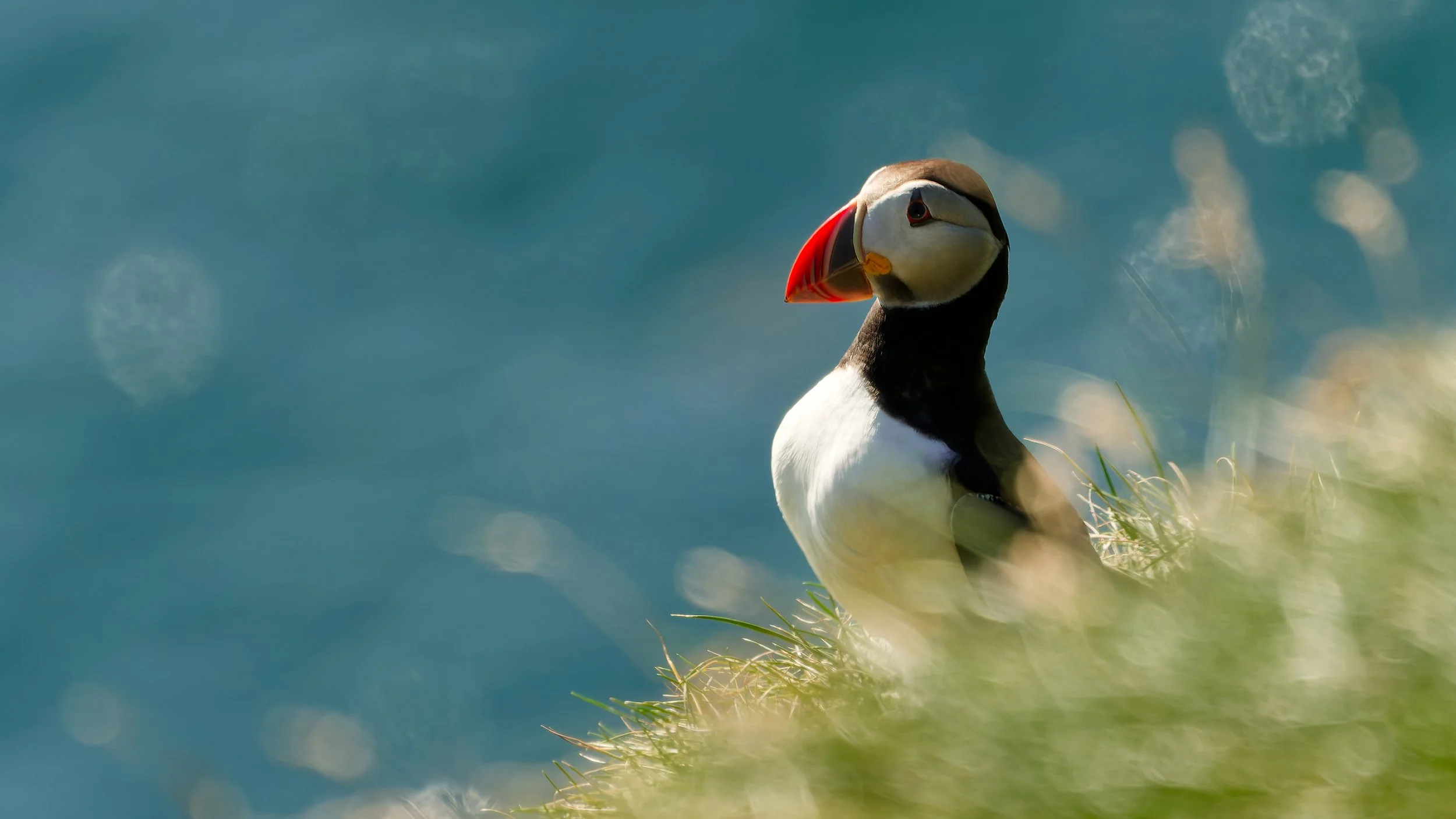 260814 handsome puffin.jpg