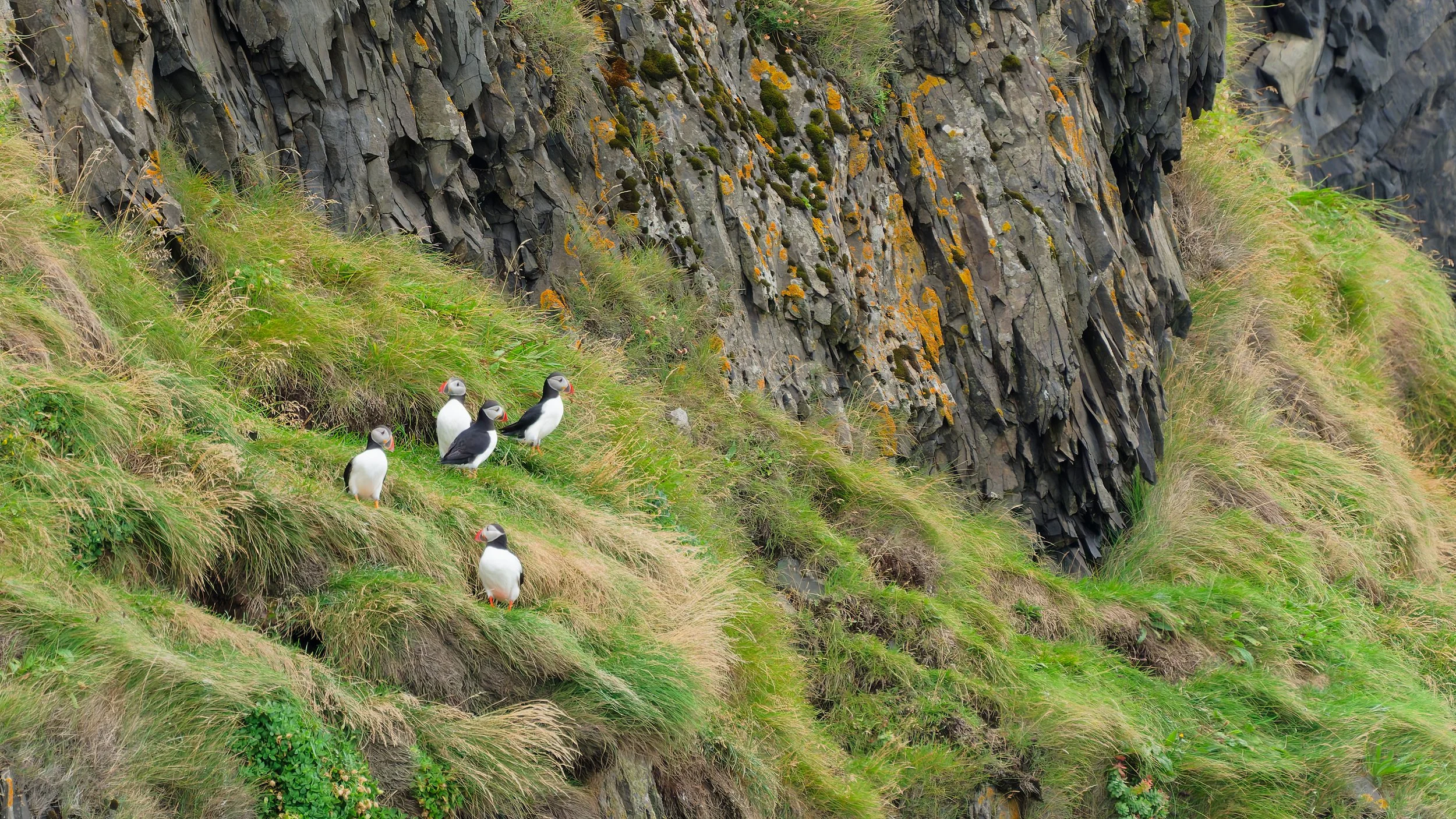260816 puffins on a cliff.jpg