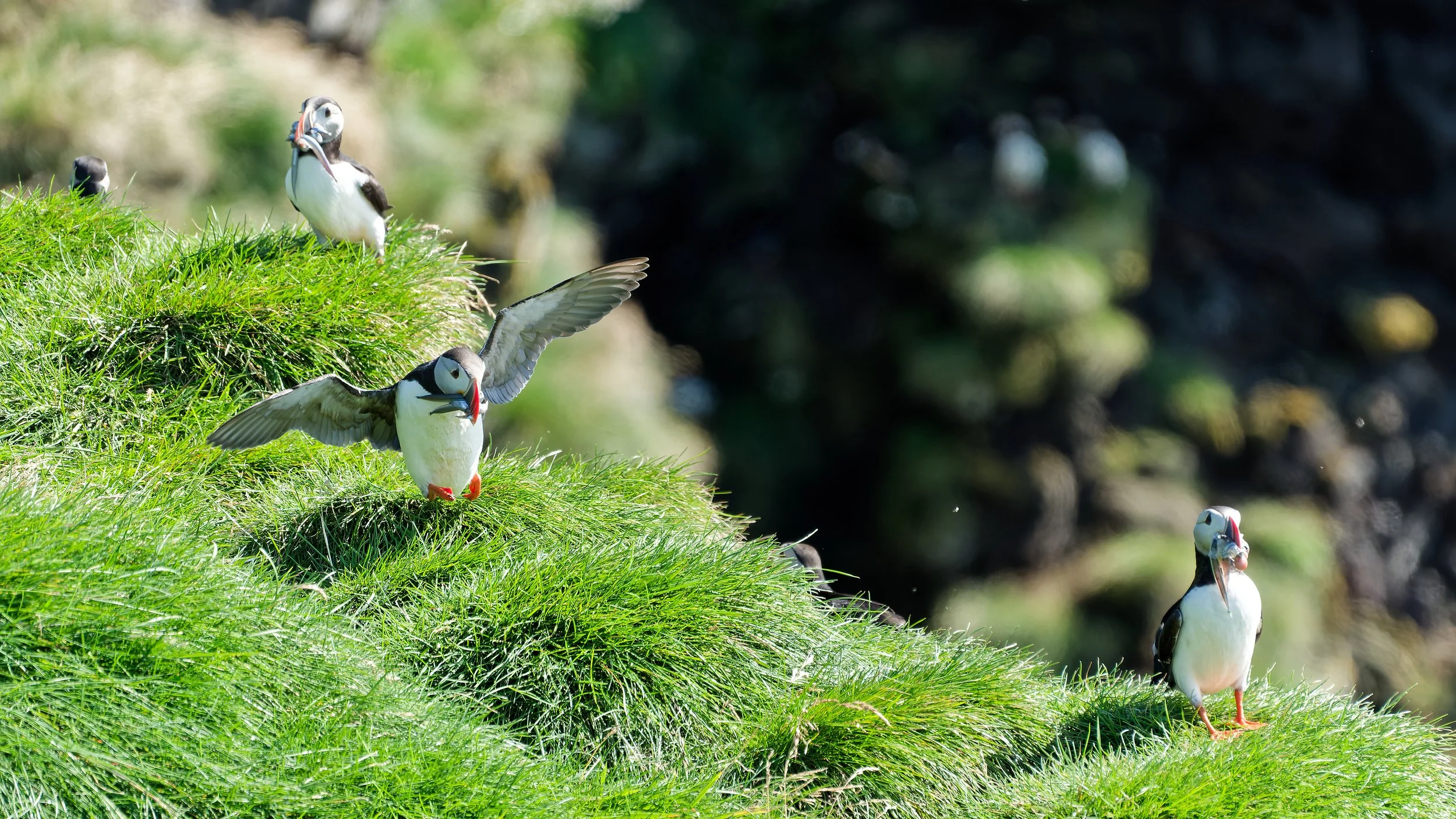 260814 puffins with snacks.jpg