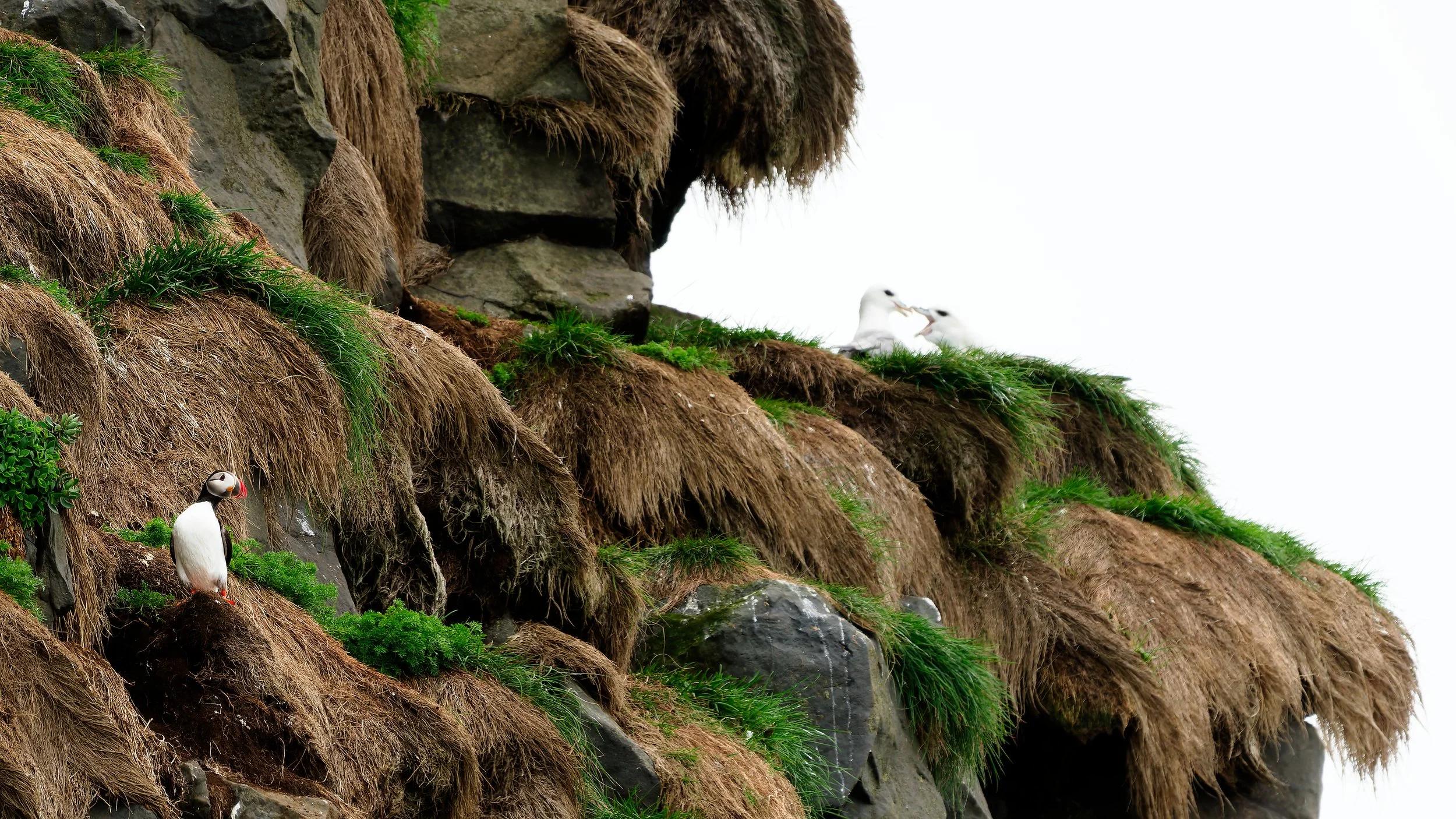 260816 one more puffin.jpg
