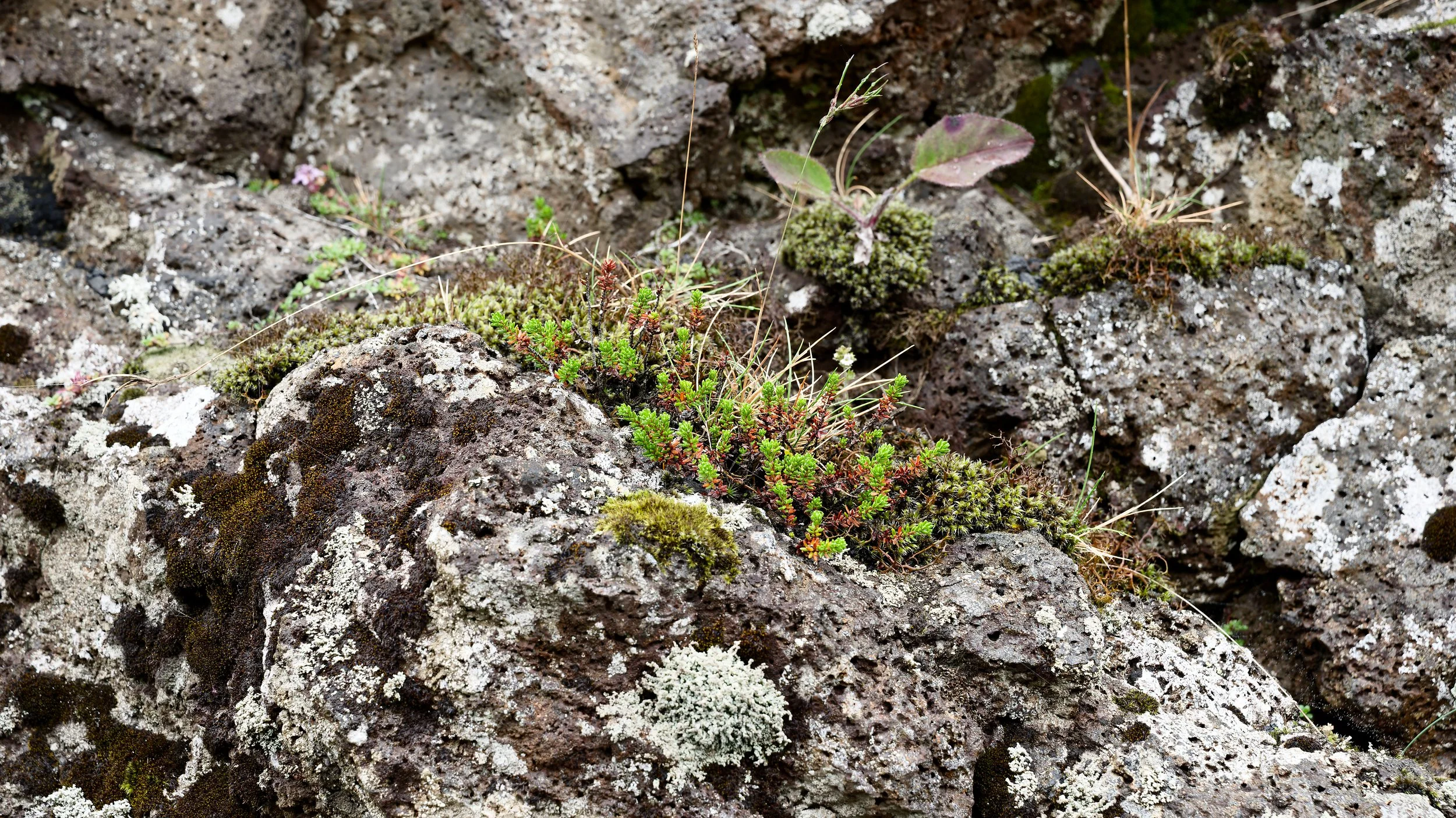260813 lava lichen scrub.jpg
