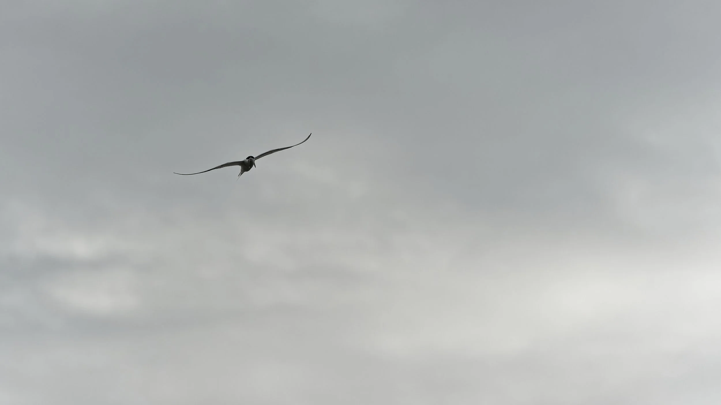 260812 arctic tern with fish.jpg