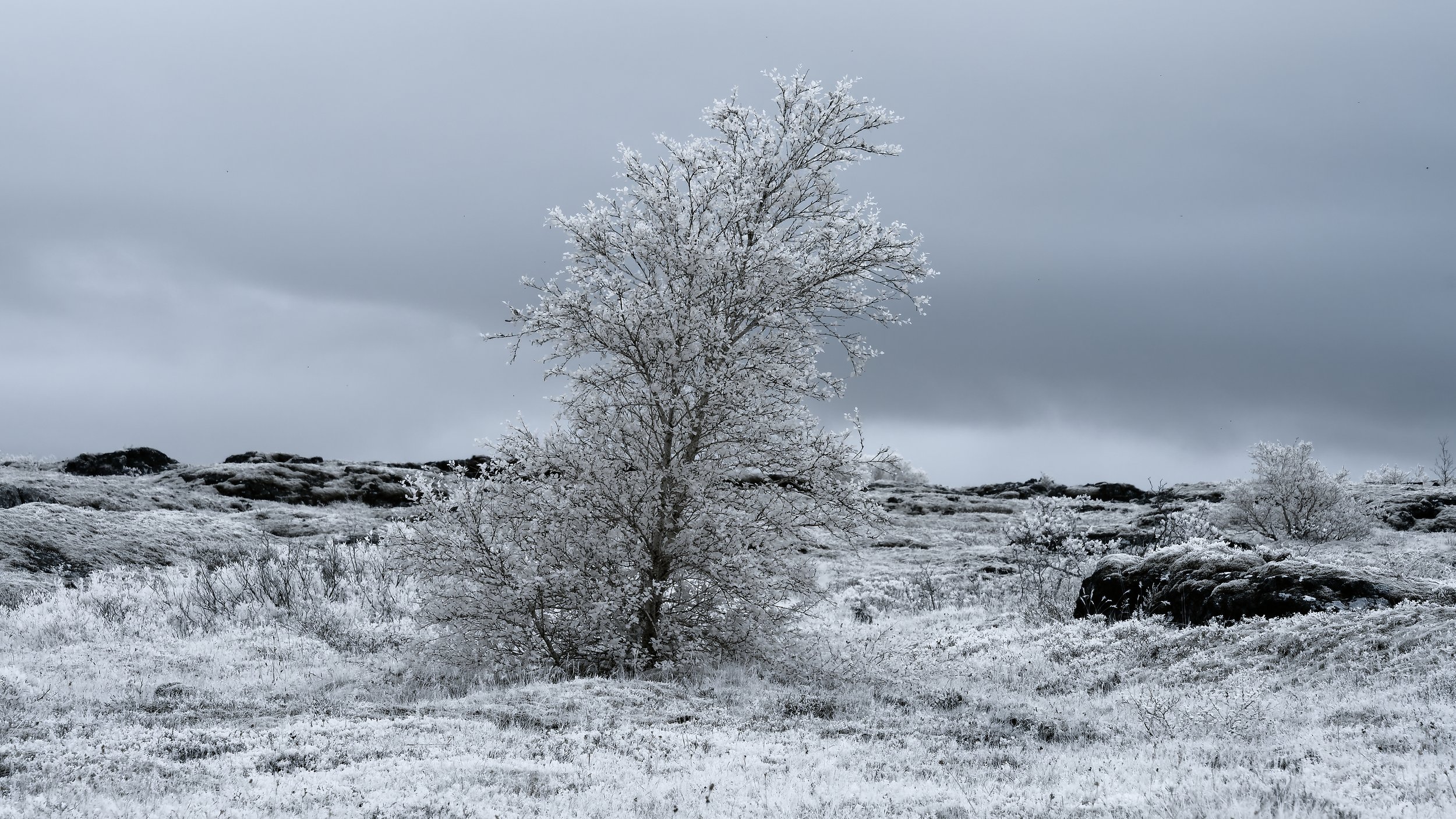 260813 Þingvellir IR tree.jpg