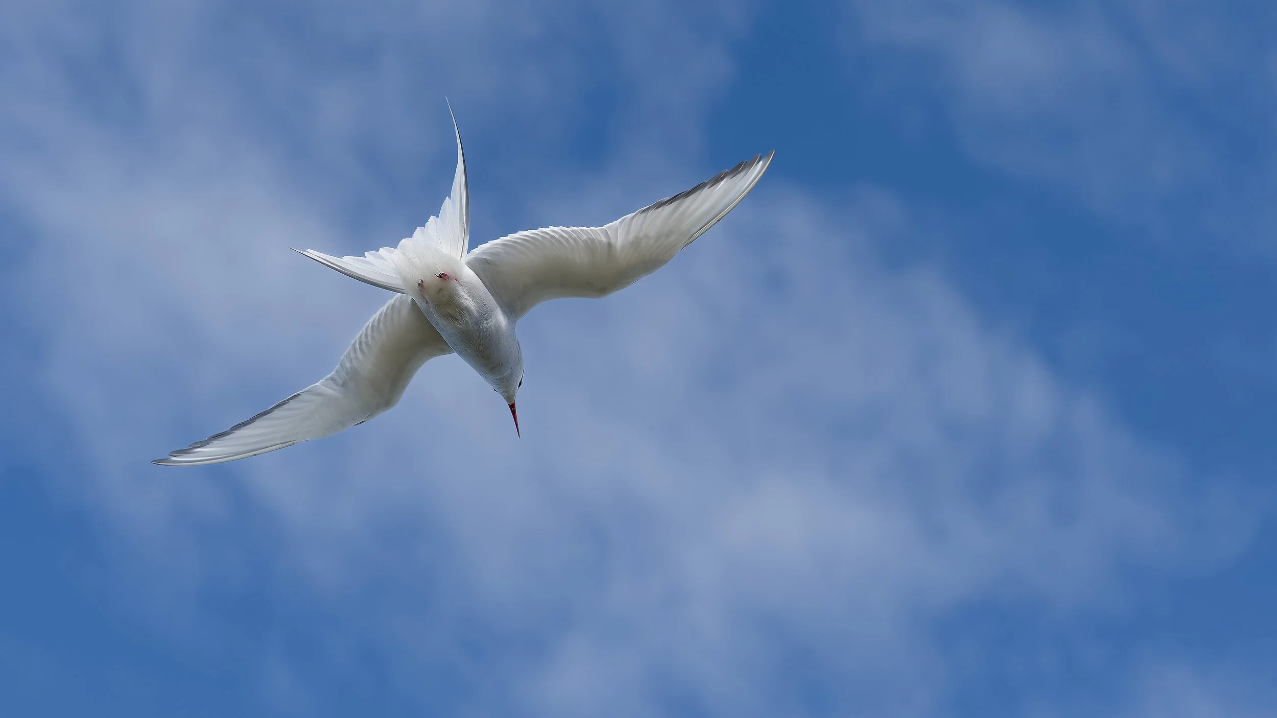 260814 arctic tern 2.jpg