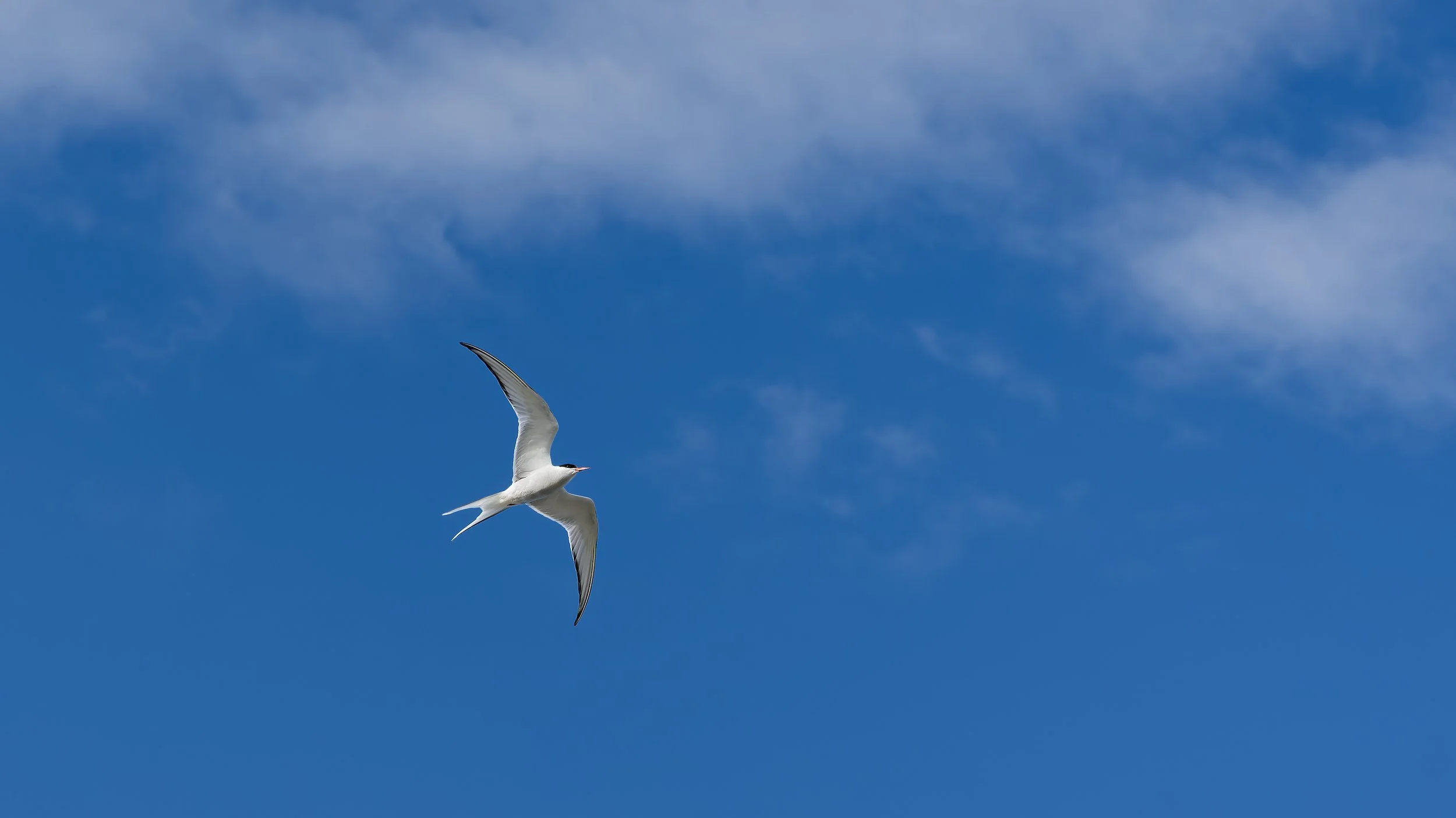 260814 arctic tern 1.jpg