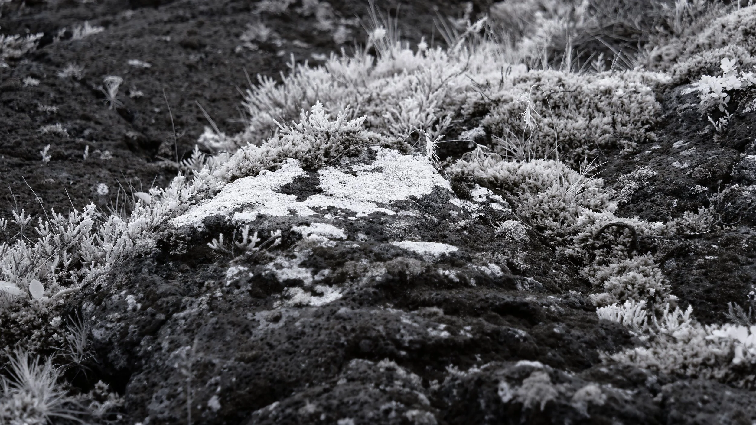 260813 Þingvellir lichen.jpg