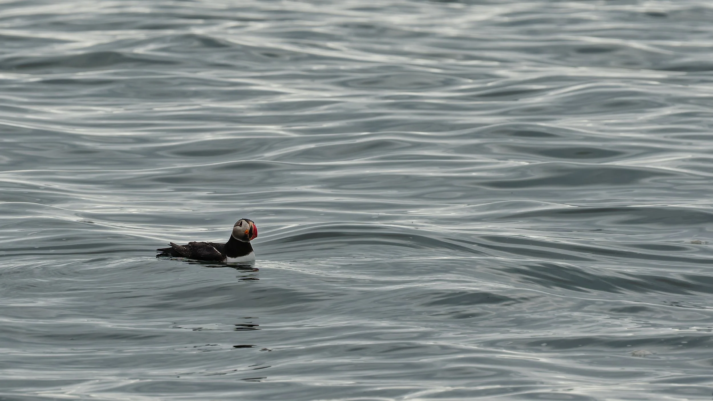 260816 floating puffin.jpg