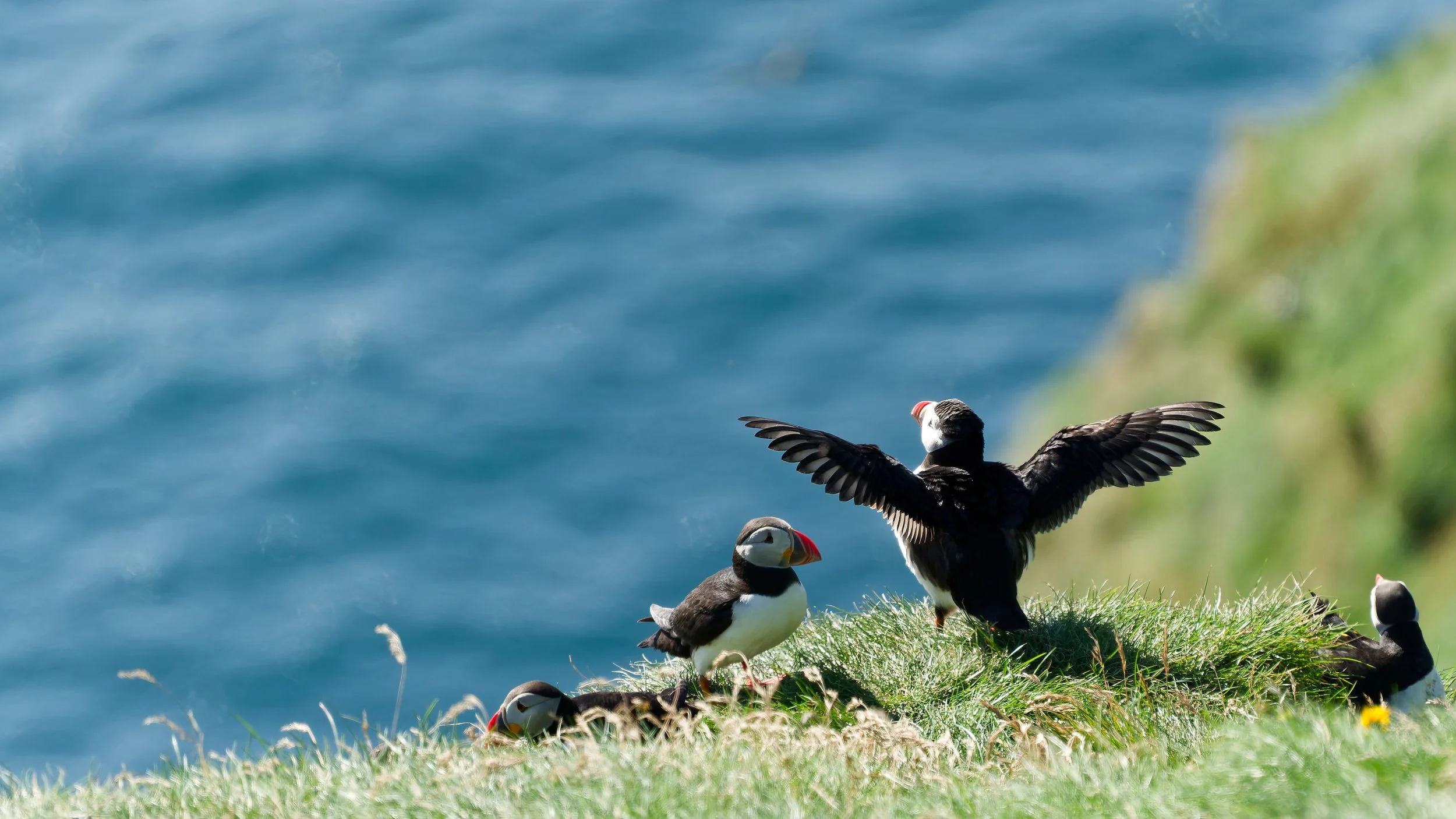 260814 flashing puffin.jpg