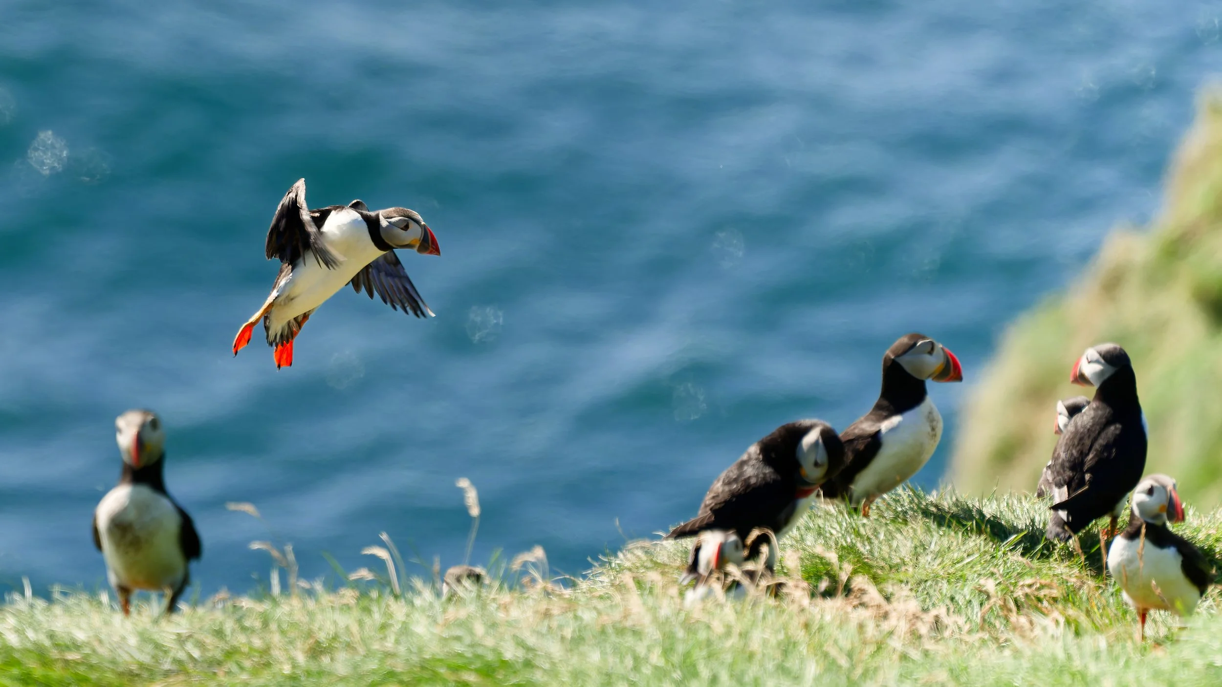 260814 landing puffin.jpg