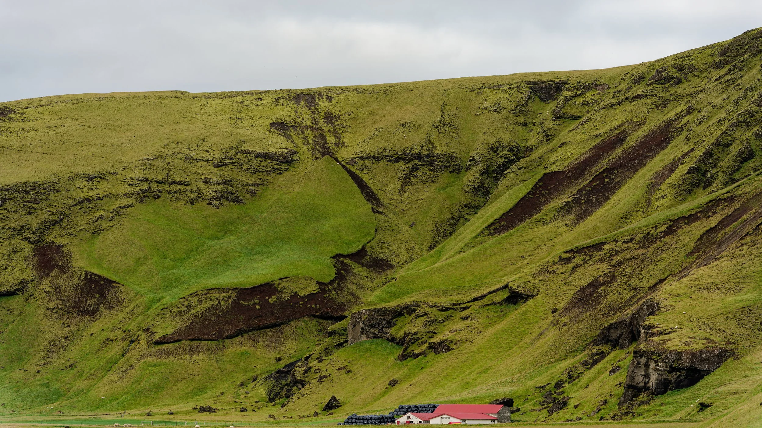 260816 sheep high on a hill.jpg