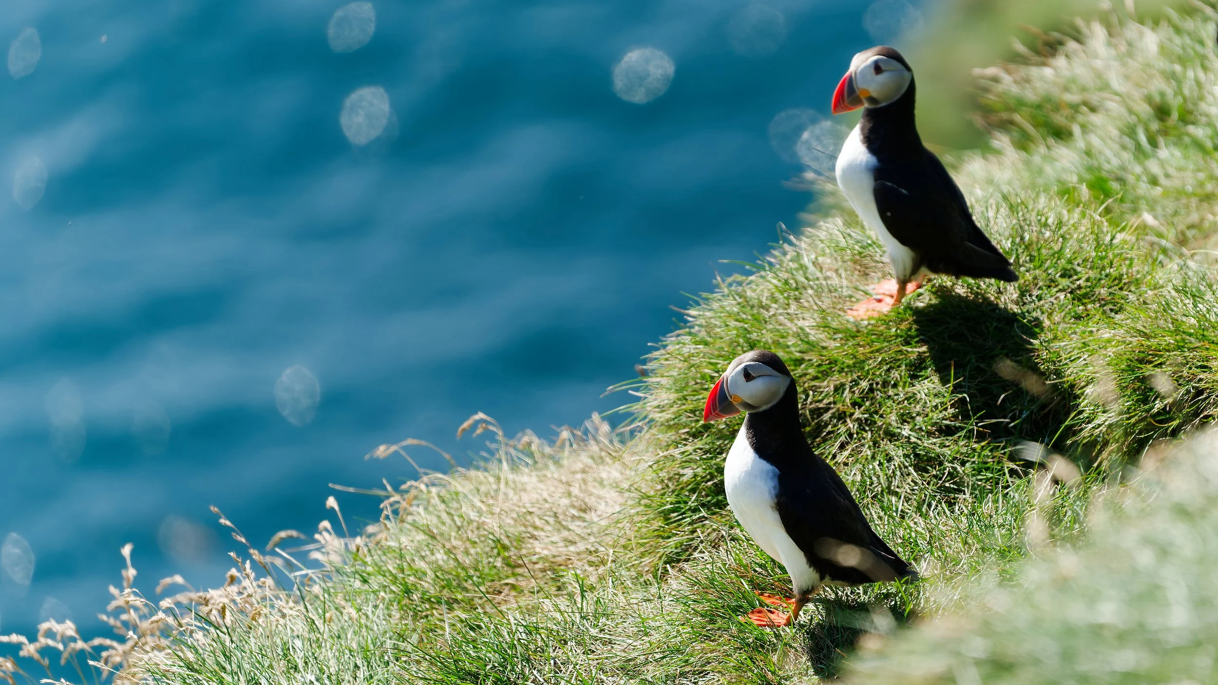 260814  two puffins.jpg