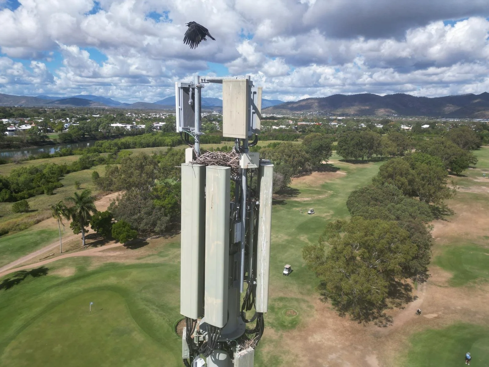 Species Management Programs: Managing Nesting Birds on Communication Towers