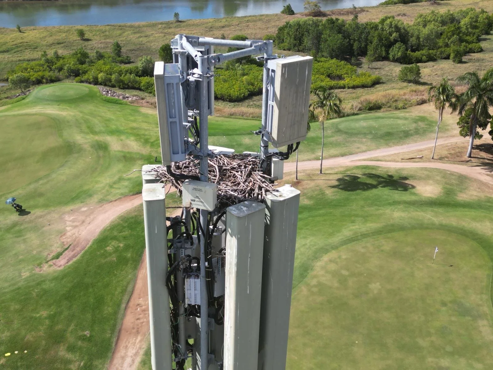 Nest in Communication Tower.jpg