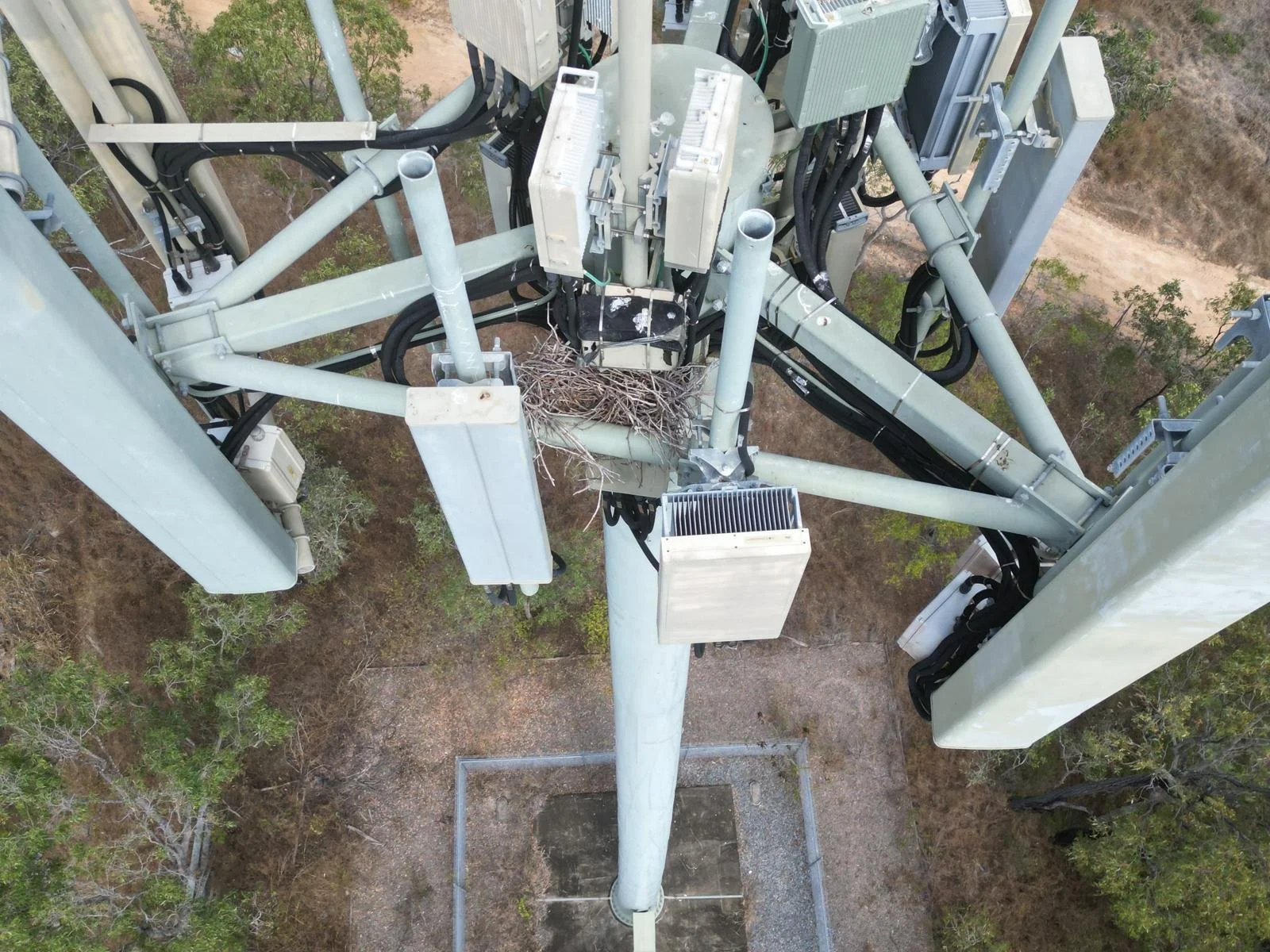 nest in comms tower SMP.jpg