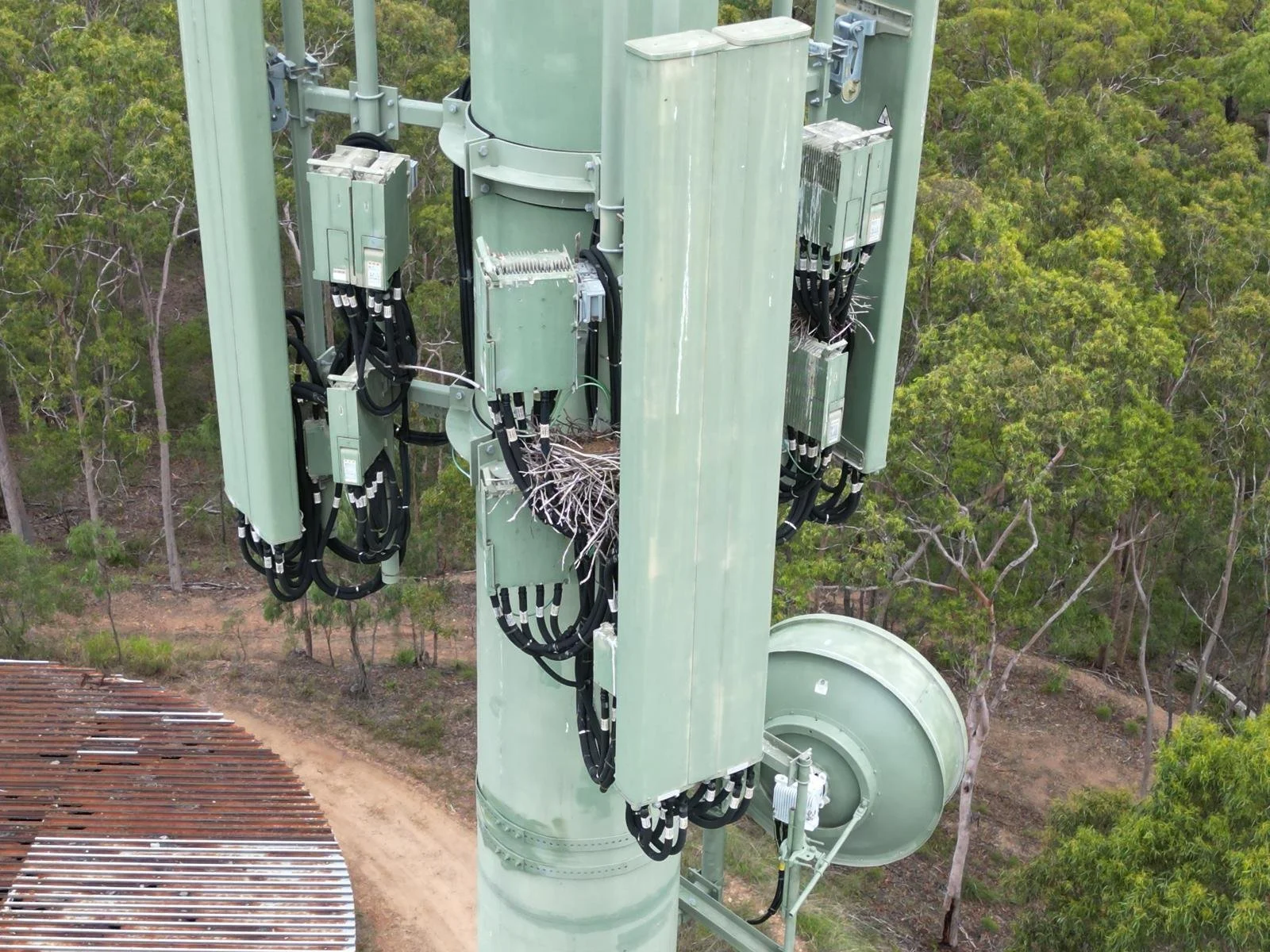 nest in communication tower requiring SMP.jpg