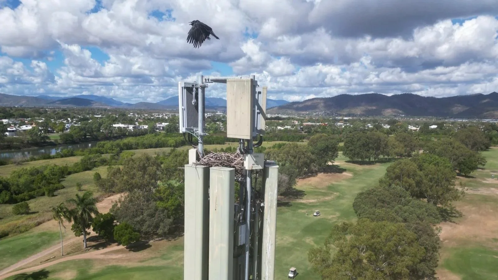 Torresian crow nesting on communication tower