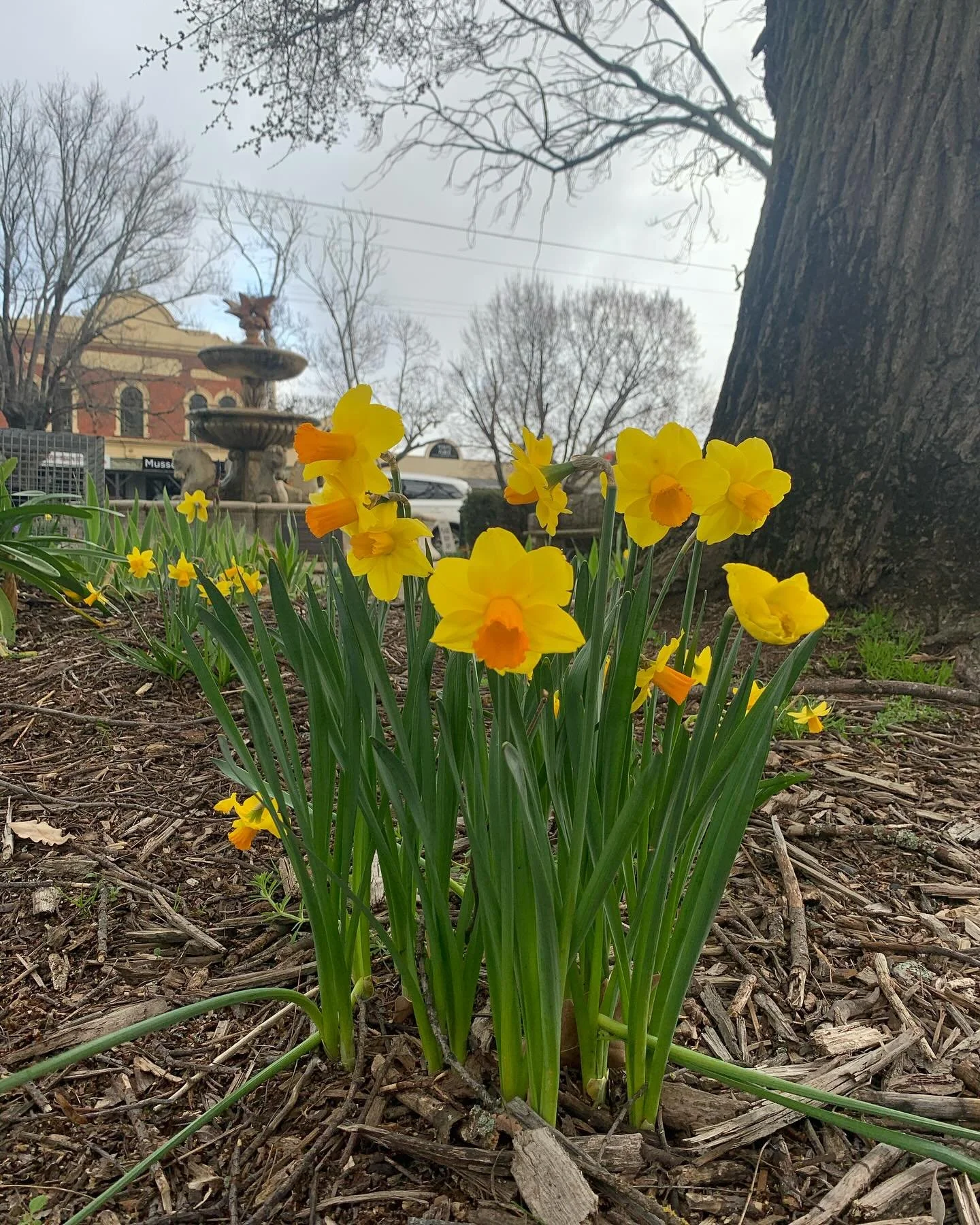 🌸 Spring has Sprung! 🌸

There&rsquo;s something about this season that feels like a fresh start &ndash; renewal, growth, and new possibilities....

Just like these gorgeous daffodils &ndash; quietly building up, storing energy, and now&hellip; bloo