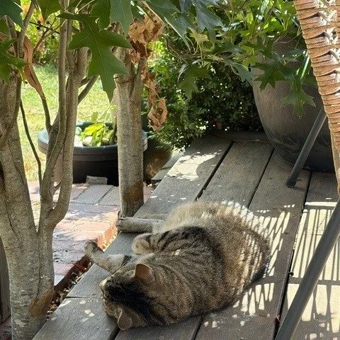 𝐓𝐰𝐨 𝐰𝐞𝐞𝐤𝐬 𝐢𝐧𝐭𝐨 𝐦𝐲 𝐒𝐋𝐎𝐖 &amp; 𝐬𝐭𝐞𝐚𝐝𝐲 𝟐𝟎𝟐𝟔 

Still very much a work in progress &mdash; and I&rsquo;m choosing to be kind to myself in the process.  I will be channeling my inner cat today 😺

Resting without guilt.
Moving w