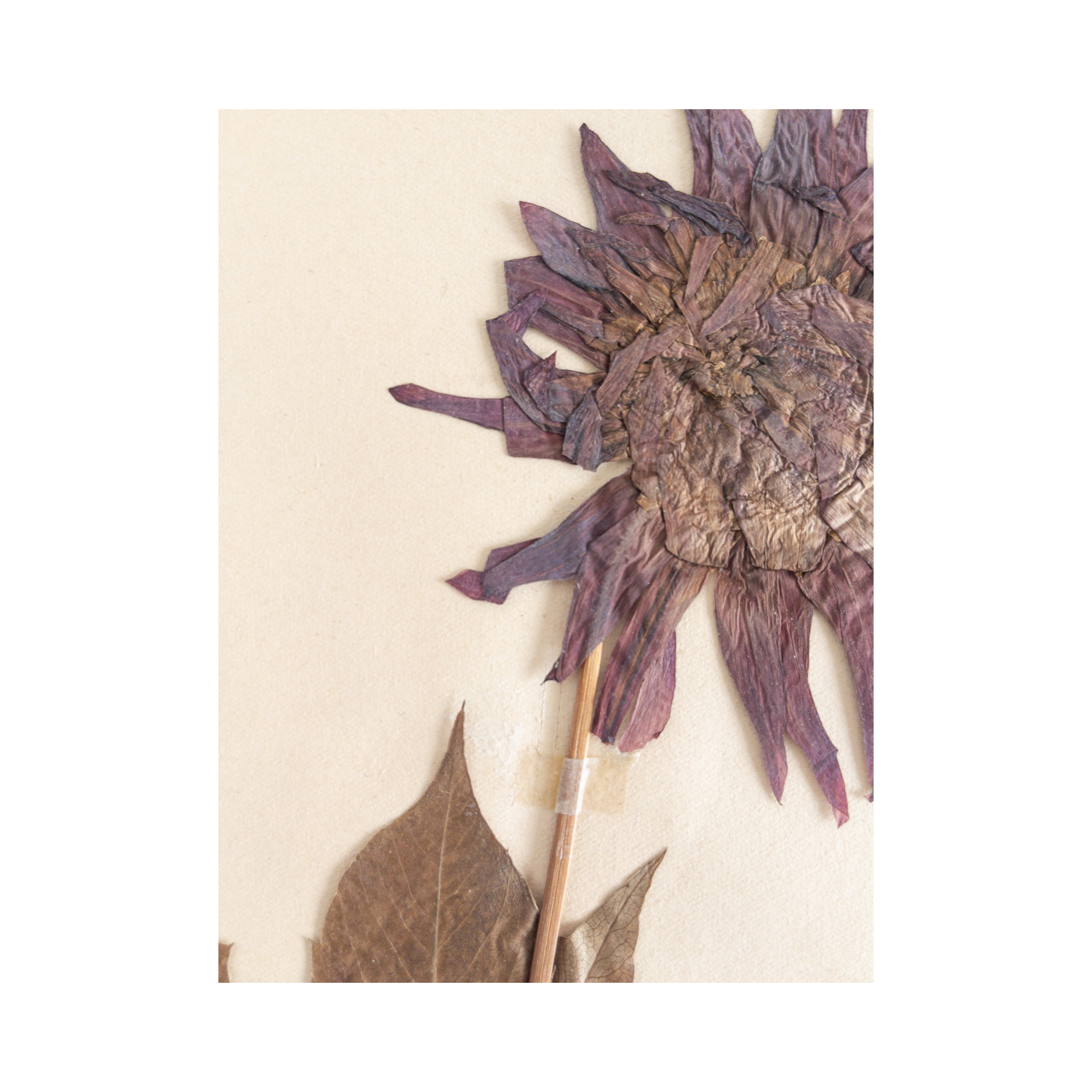 Pressesd Flower Art I Dahlia I Ashley Holmes Design.png