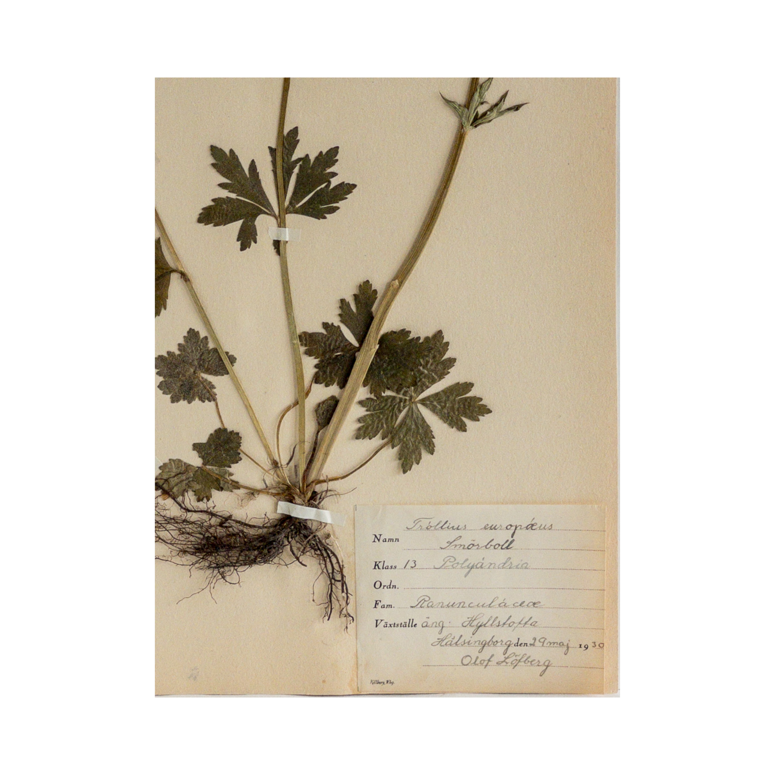 Ashley Holmes Design I Swedish Herbarium I Pressed Flower Art .png