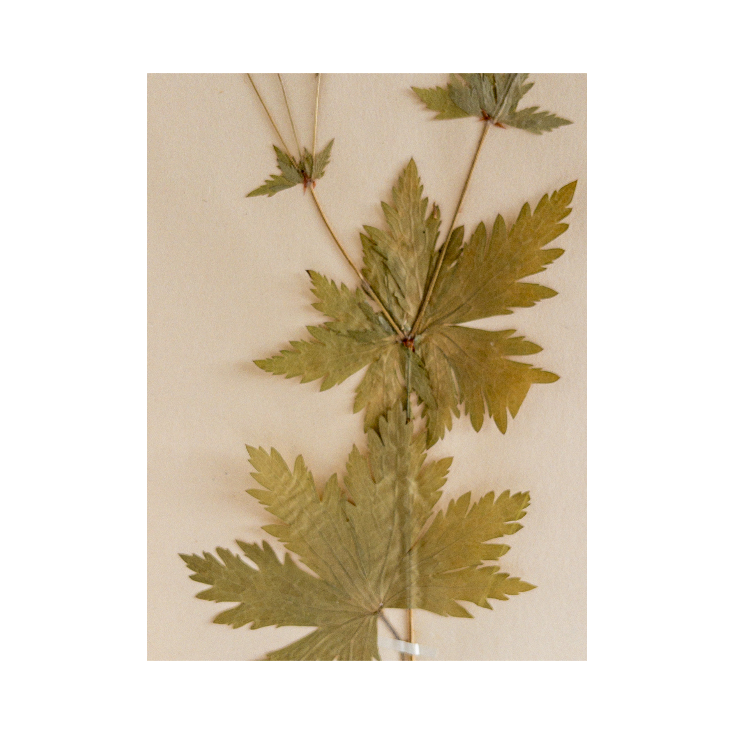 Ashley Holmes Design I Herbarium I Pressed Flower.png