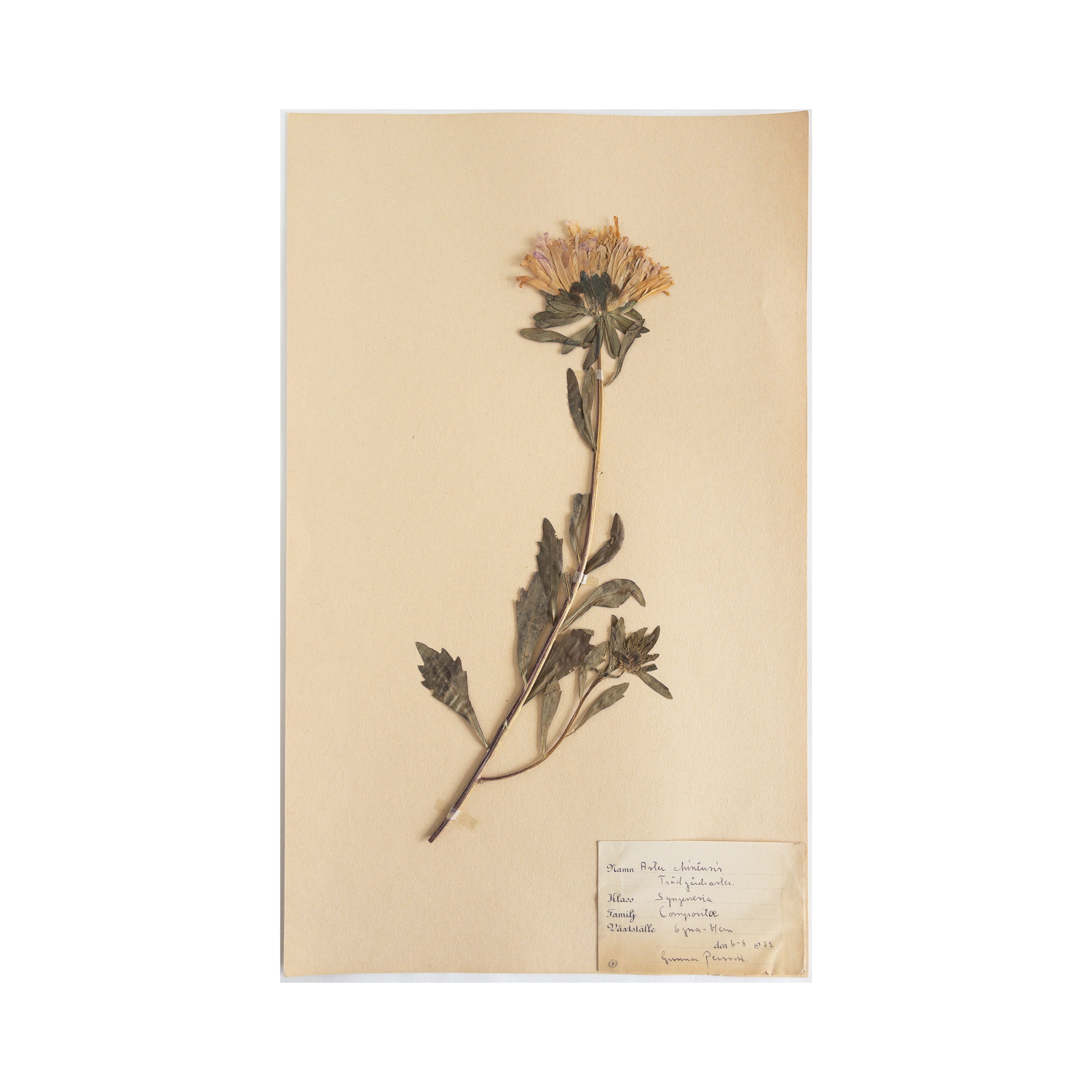 Vintage Swedish Herbarium - China Aster, circa 1932
