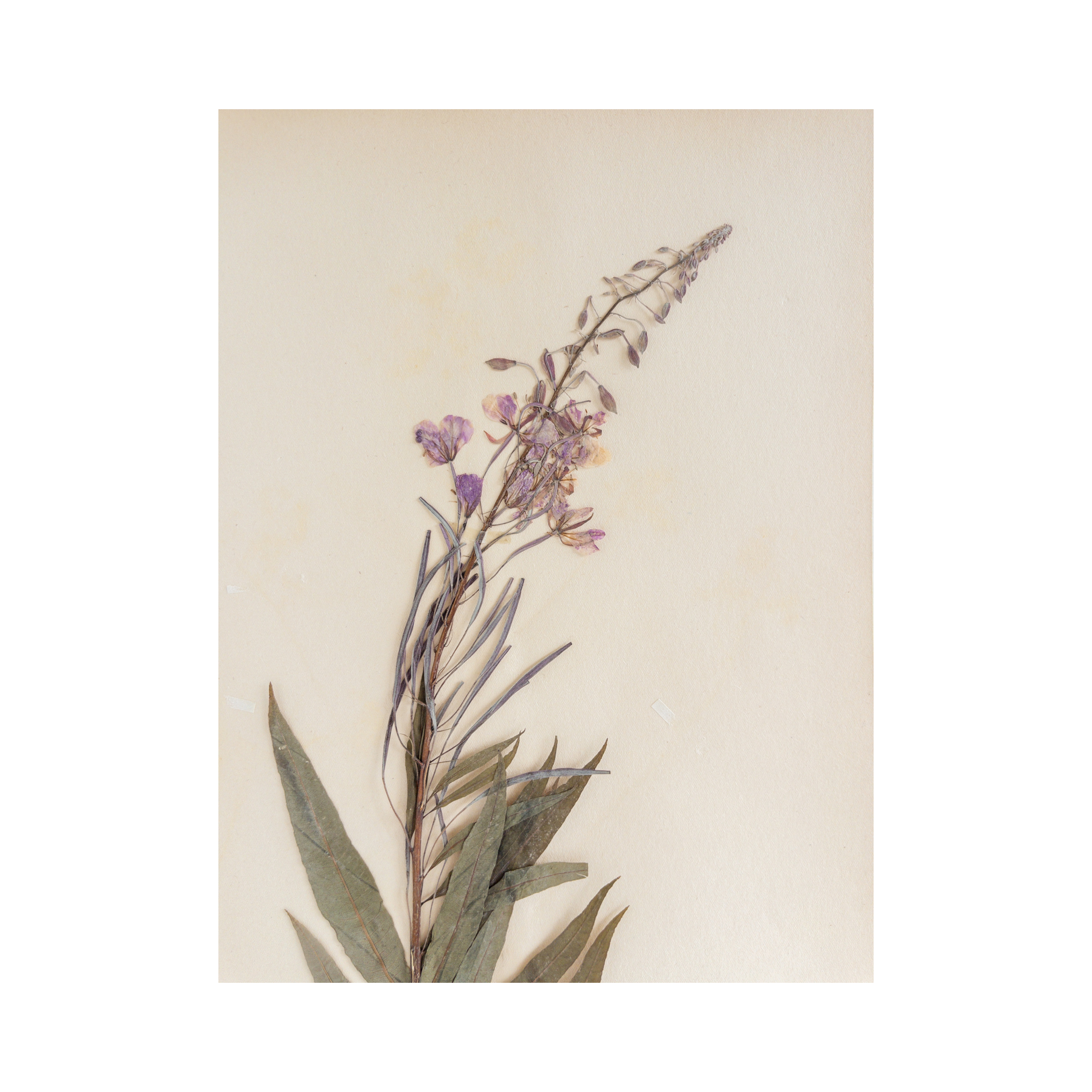 Ashley Holmes Design I Herbarium I Swedish I Pressed Flower Art.png