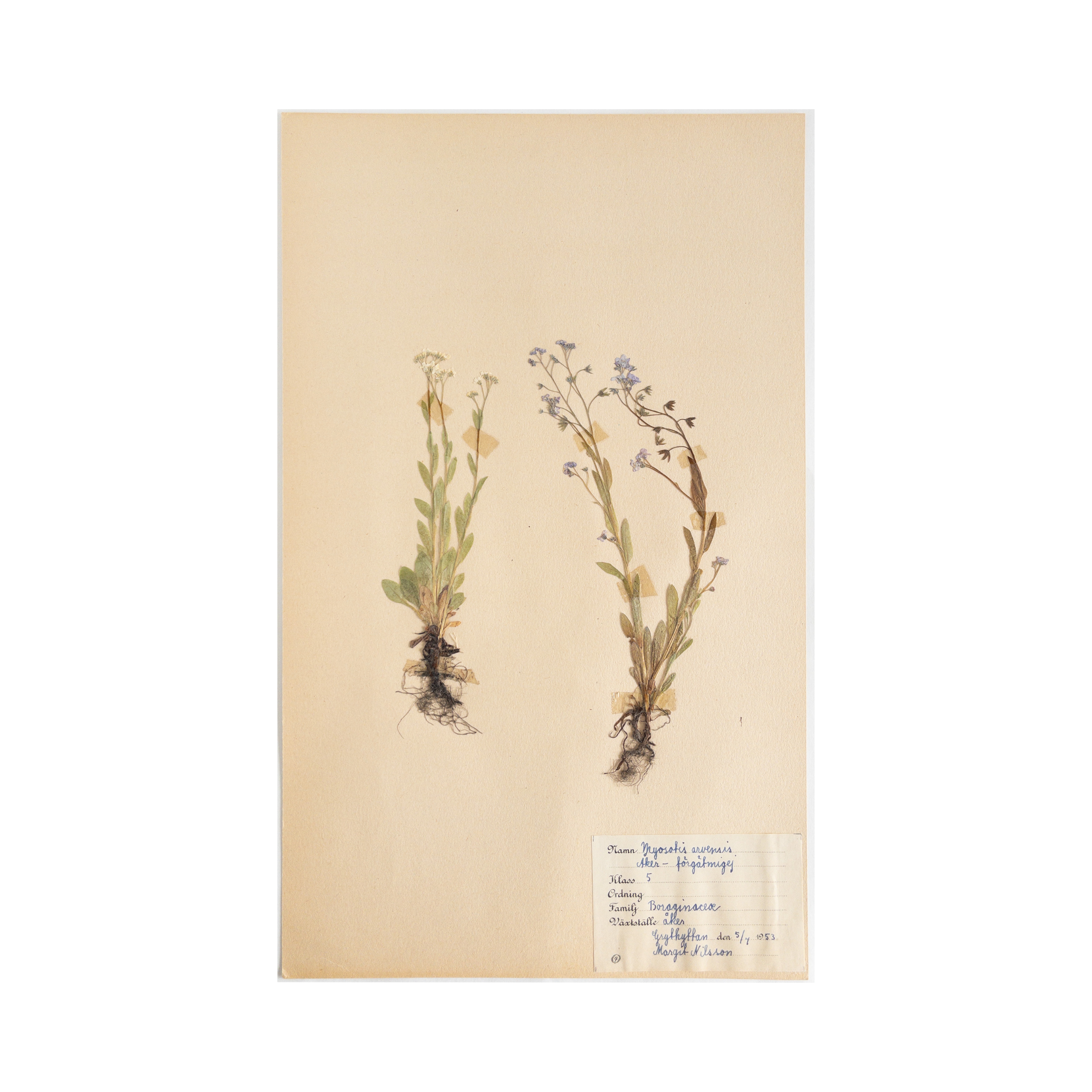 Vintage Swedish Herbarium - Field Forget Me Not, circa 1953