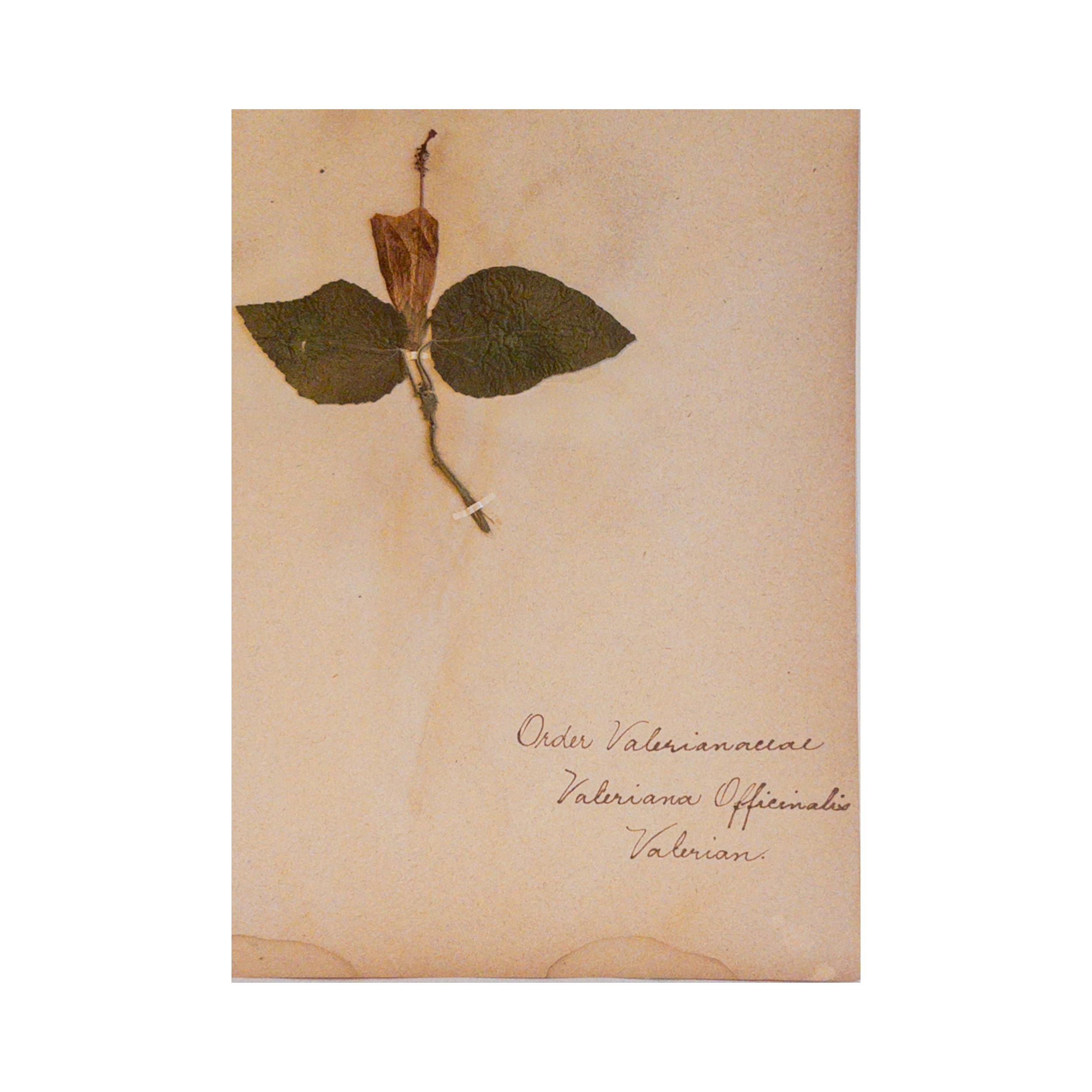 Ashley Holmes Design I Herbarium Art .png