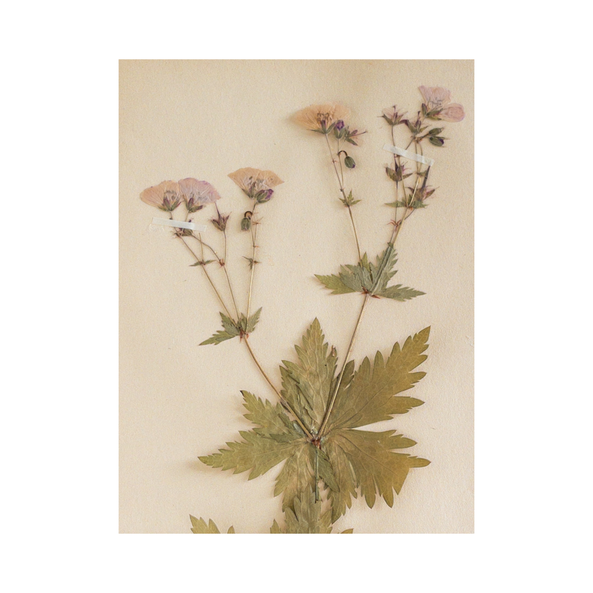 Ashley Holmes Design I Geranium I Pressed Flower Art.png