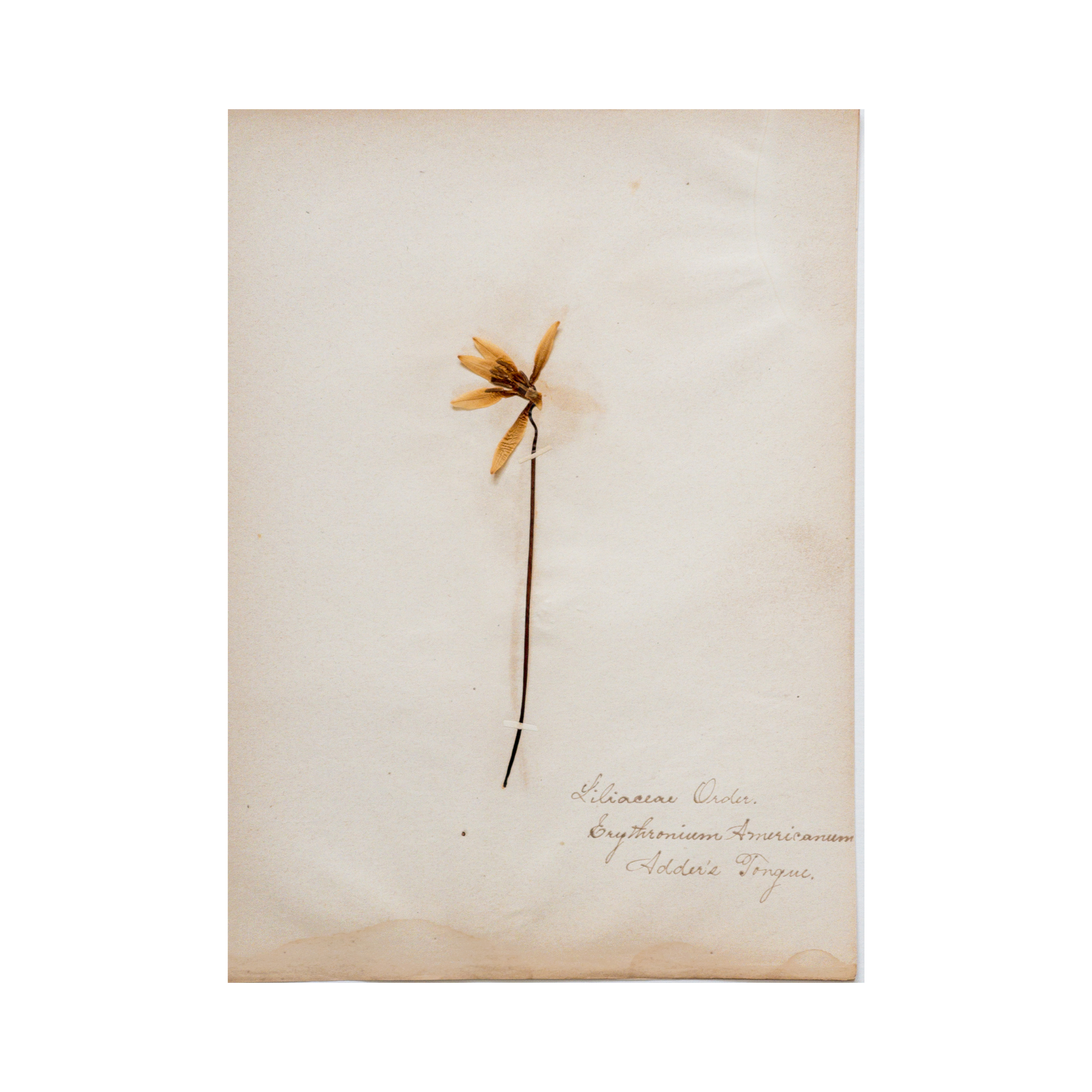 Ashley Holmes Design I Herbarium .png