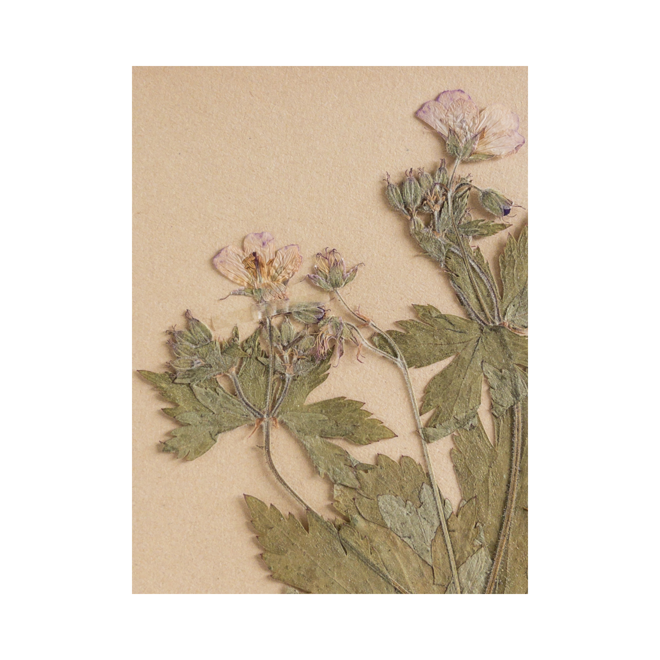 Ashley Holmes Design I Swedish Herbarium .png