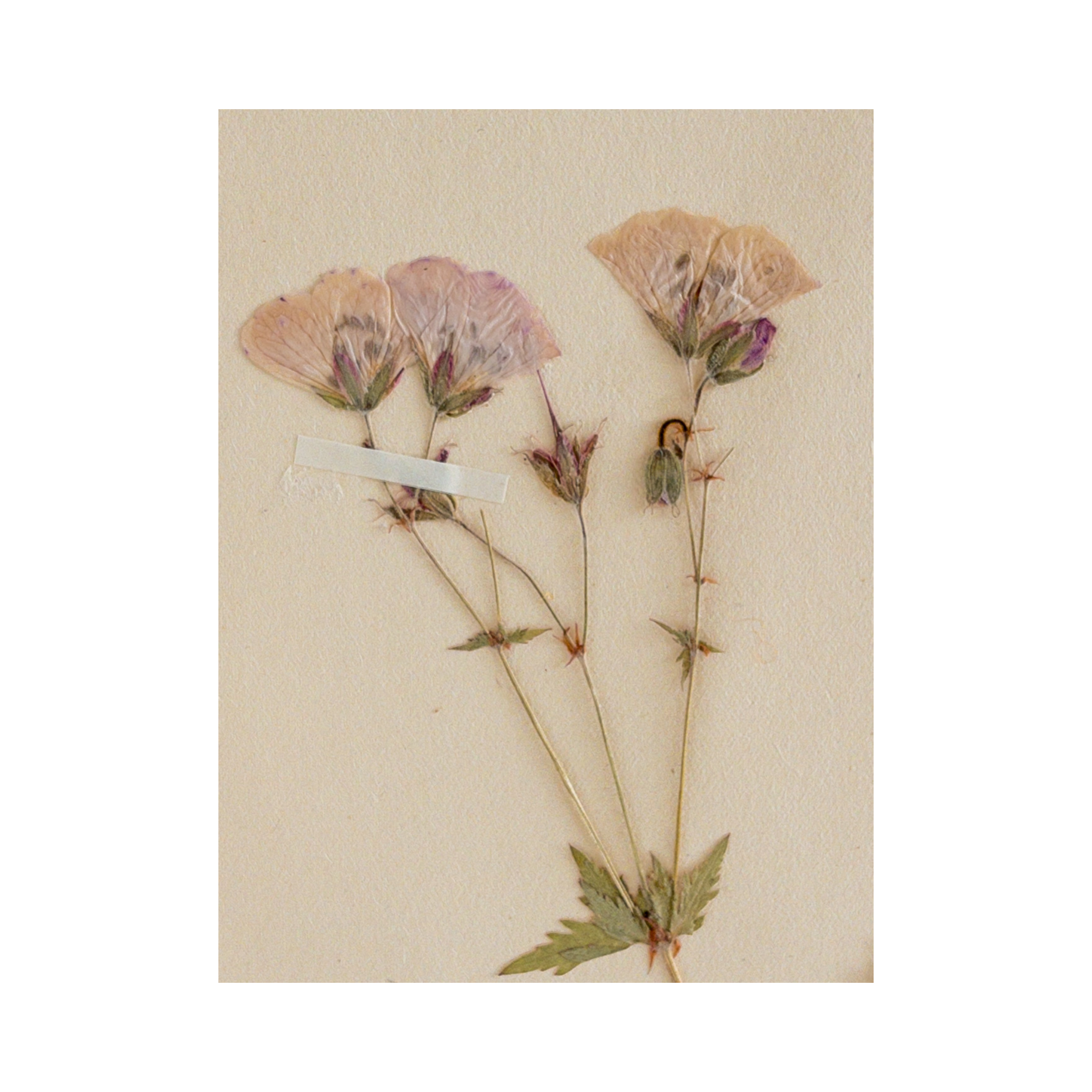 Ashley Holmes Design I Vintage Pressed Flower Art I Geranium I Vintage.png