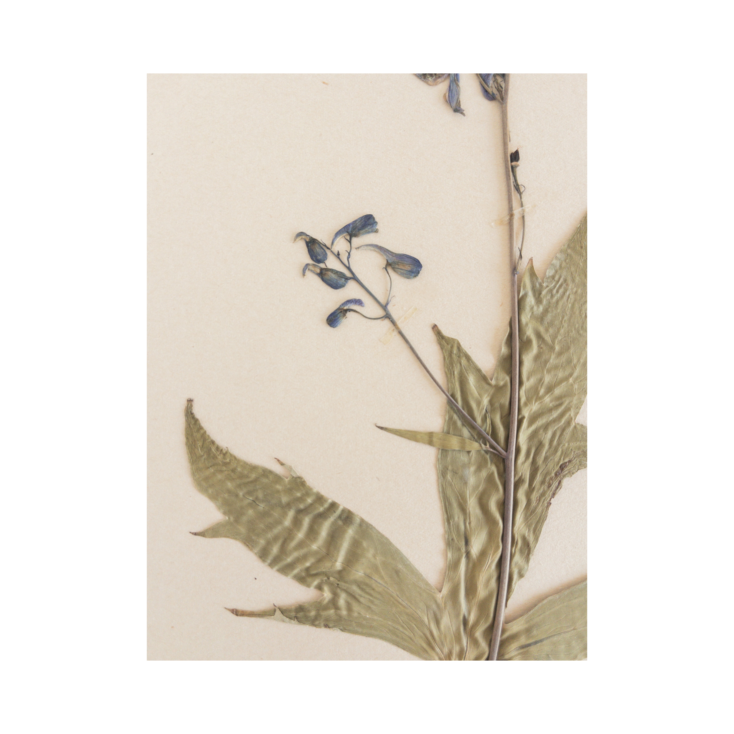 Pressed-Flower-Art-Herbarium-.png